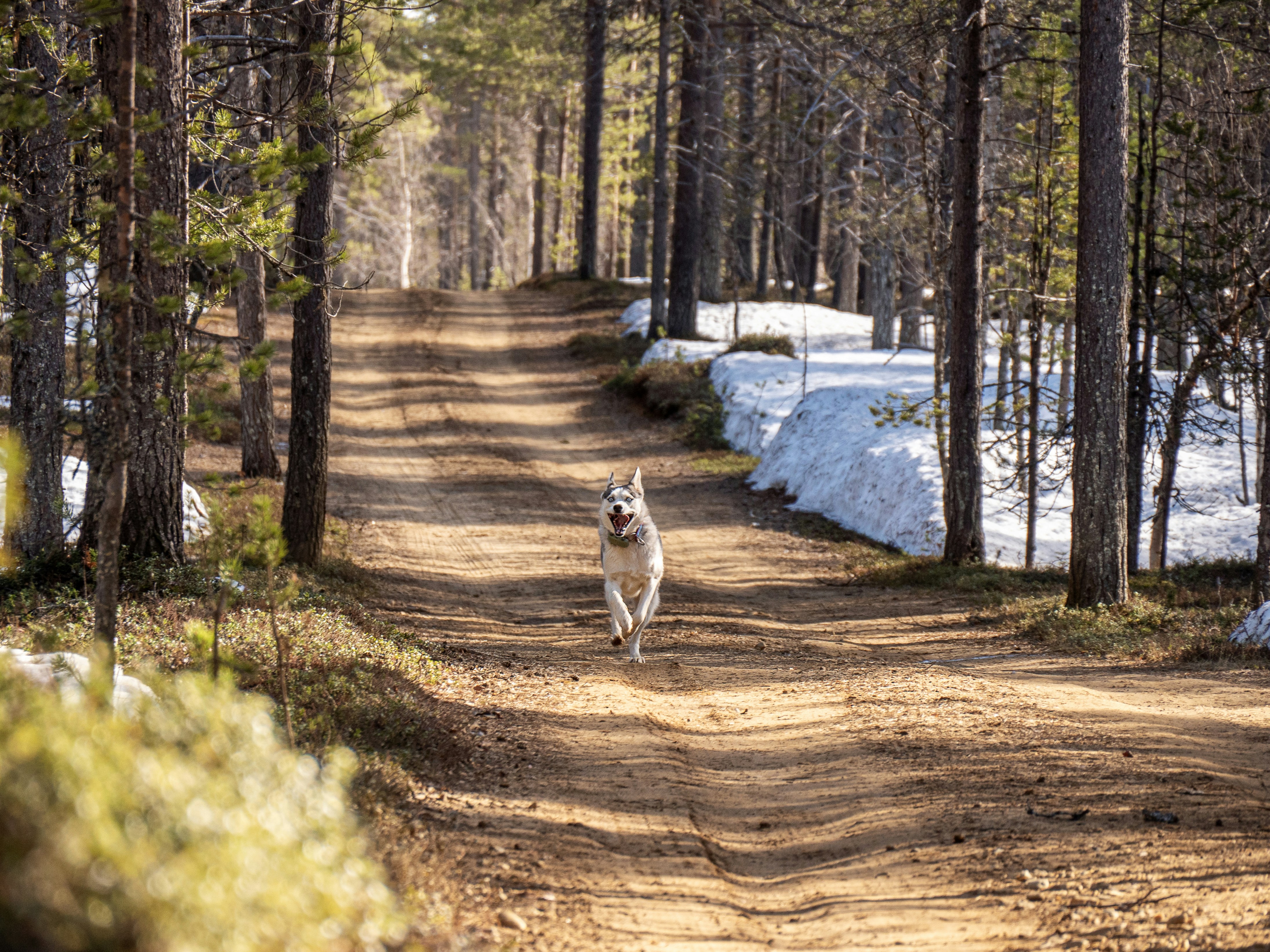 A dog runs down a dirt path in a forest.