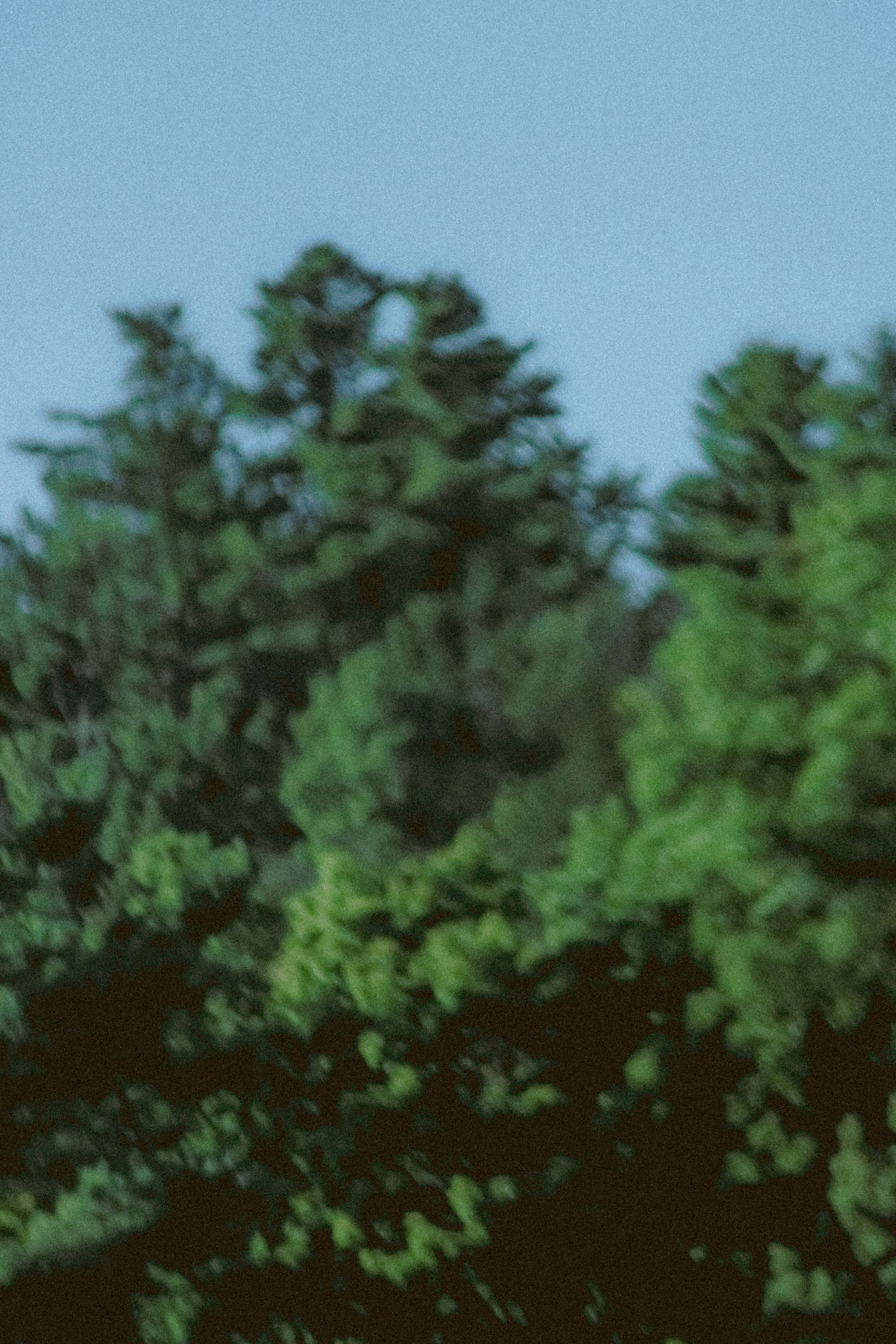 Photo by linusbelanger