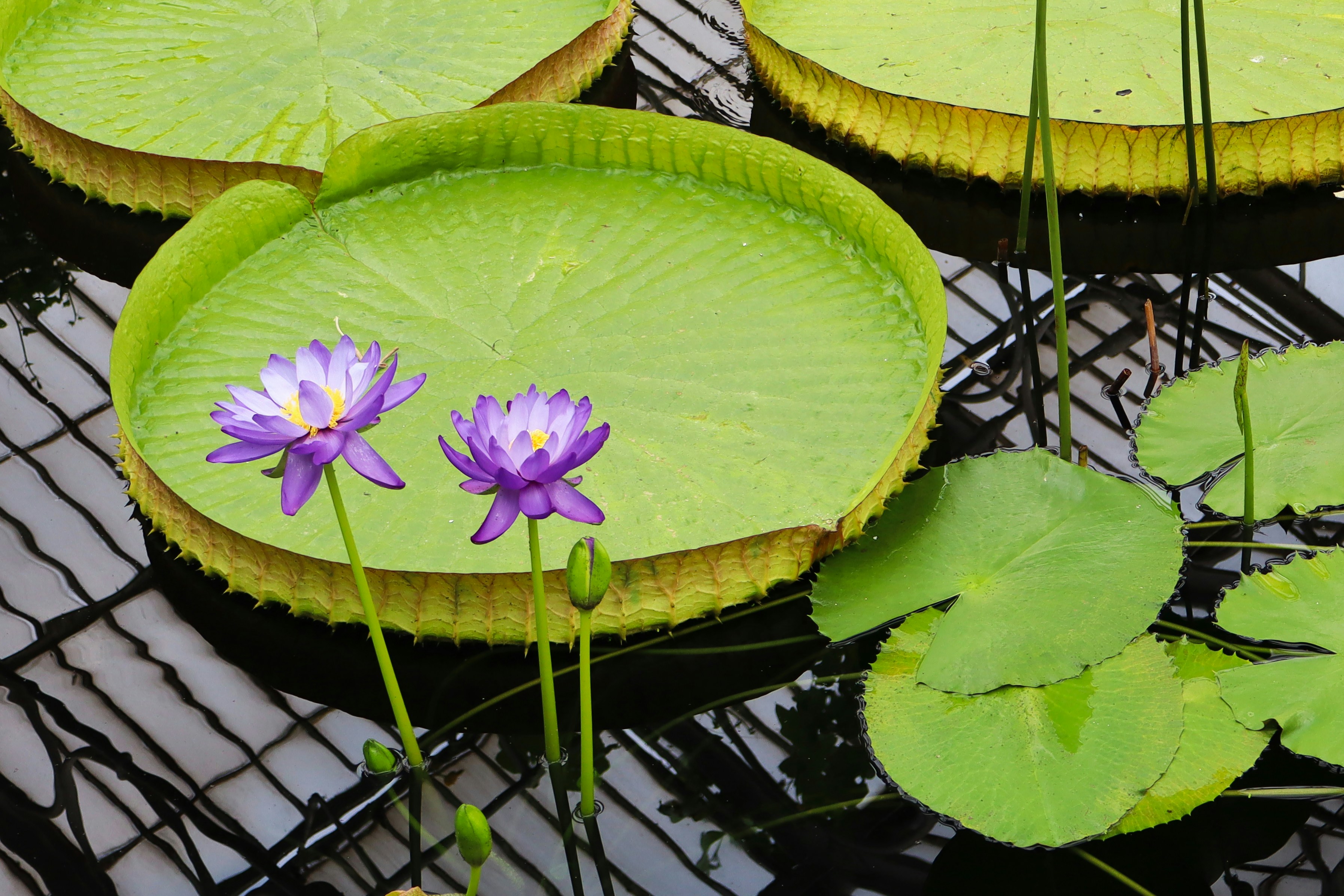 Two purple water lilies bloom on large lily pads.
