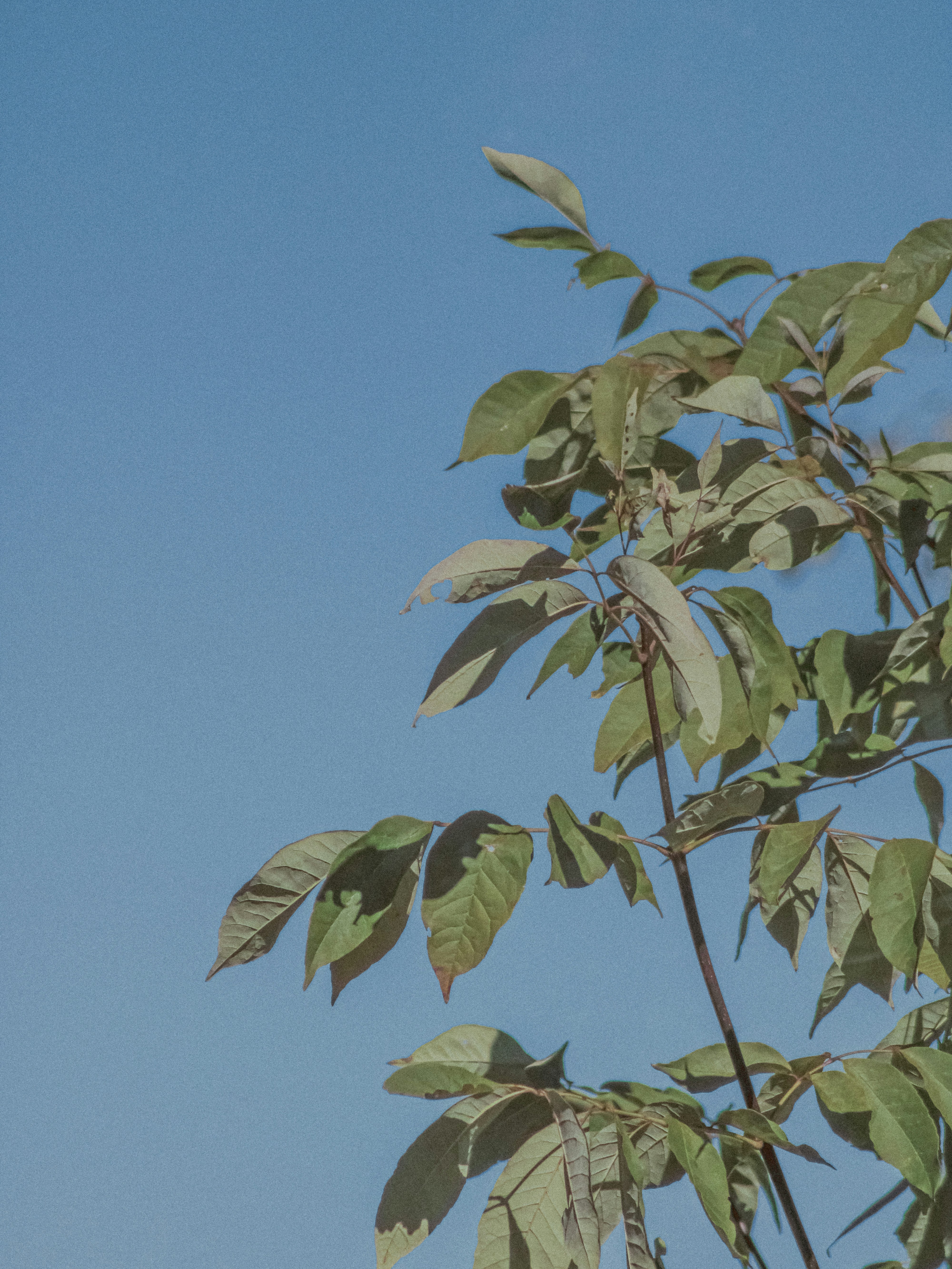 Photo by linusbelanger