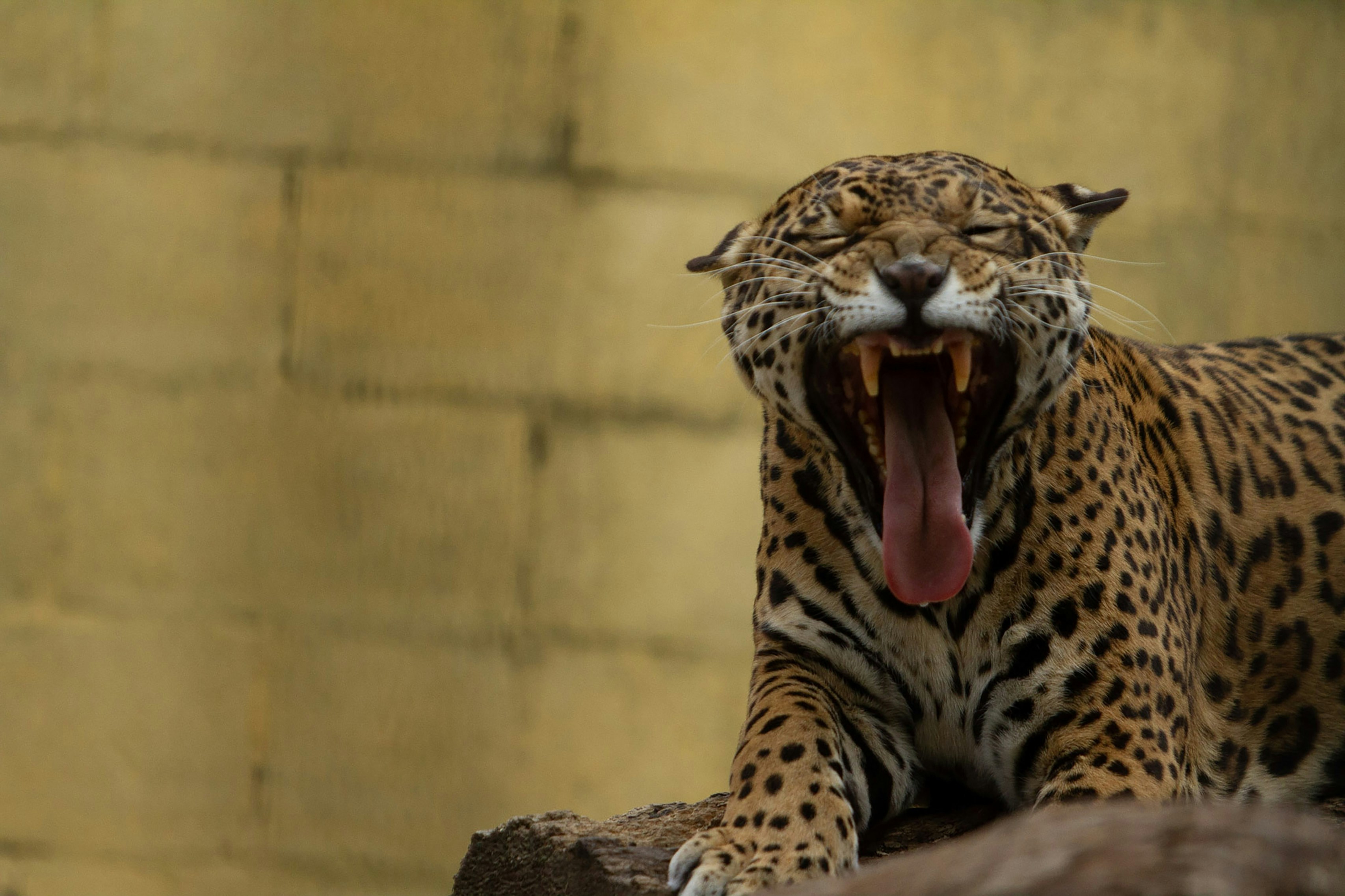 Photo by danielbastosedits