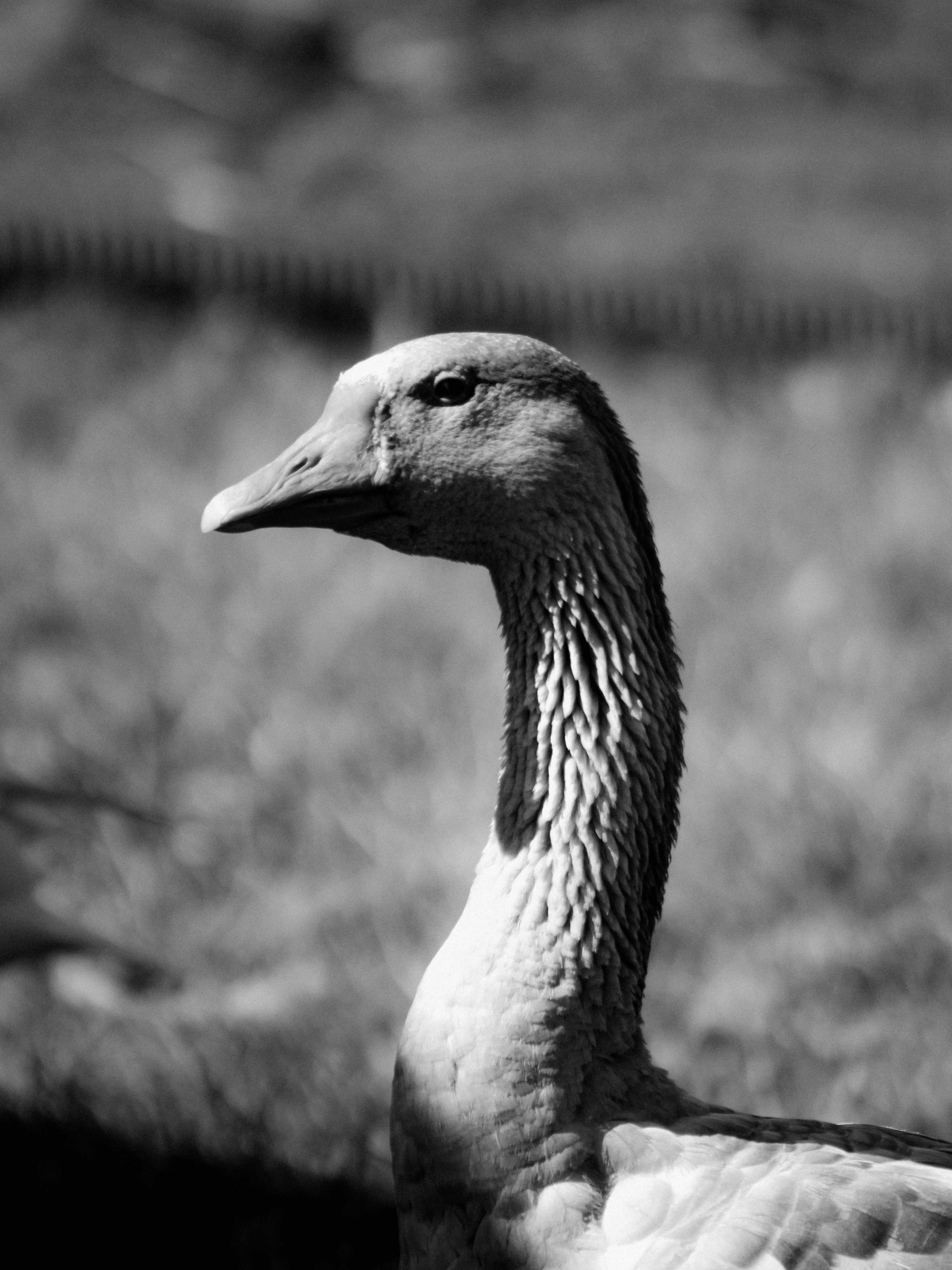 Photo by linusbelanger