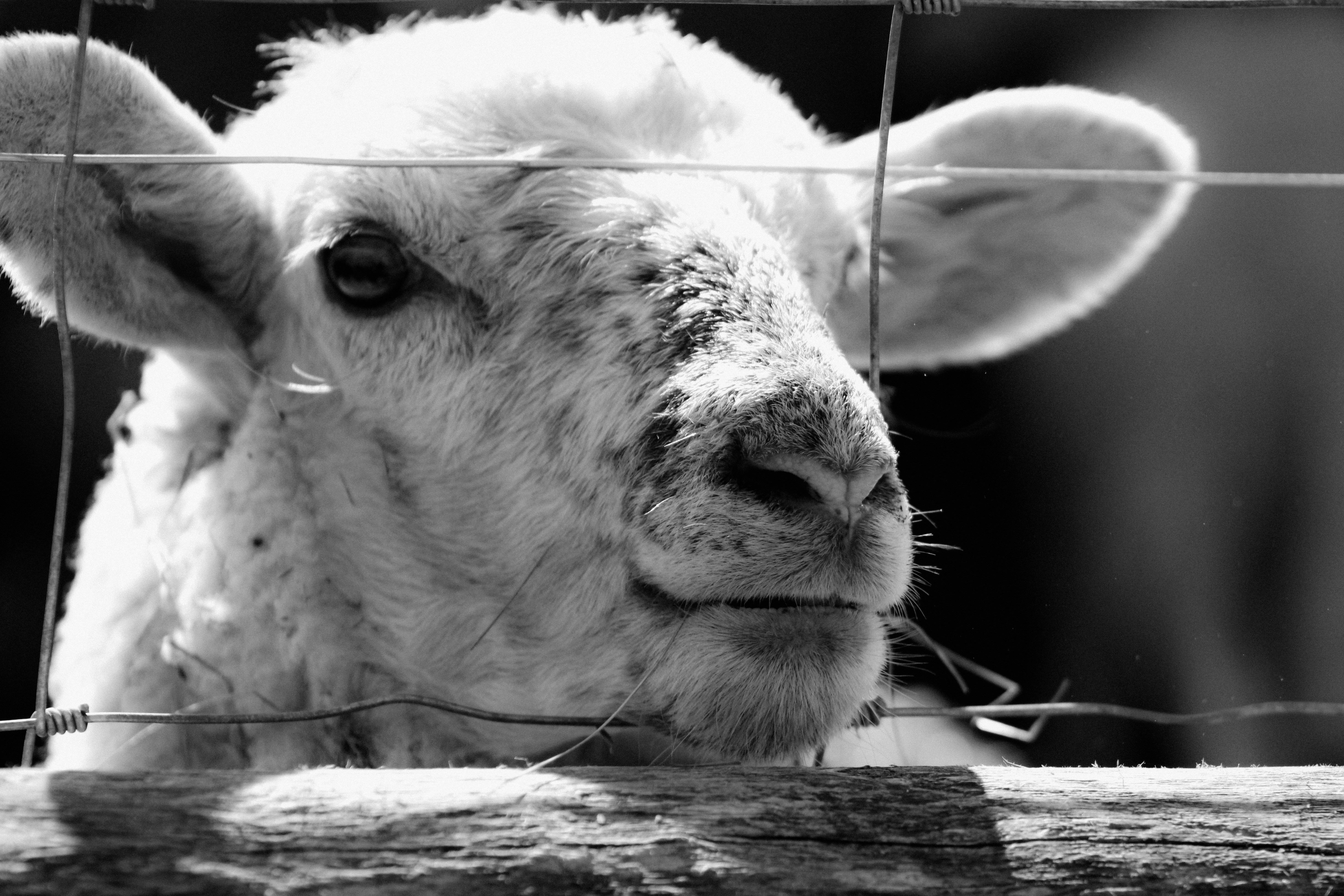 Photo by linusbelanger