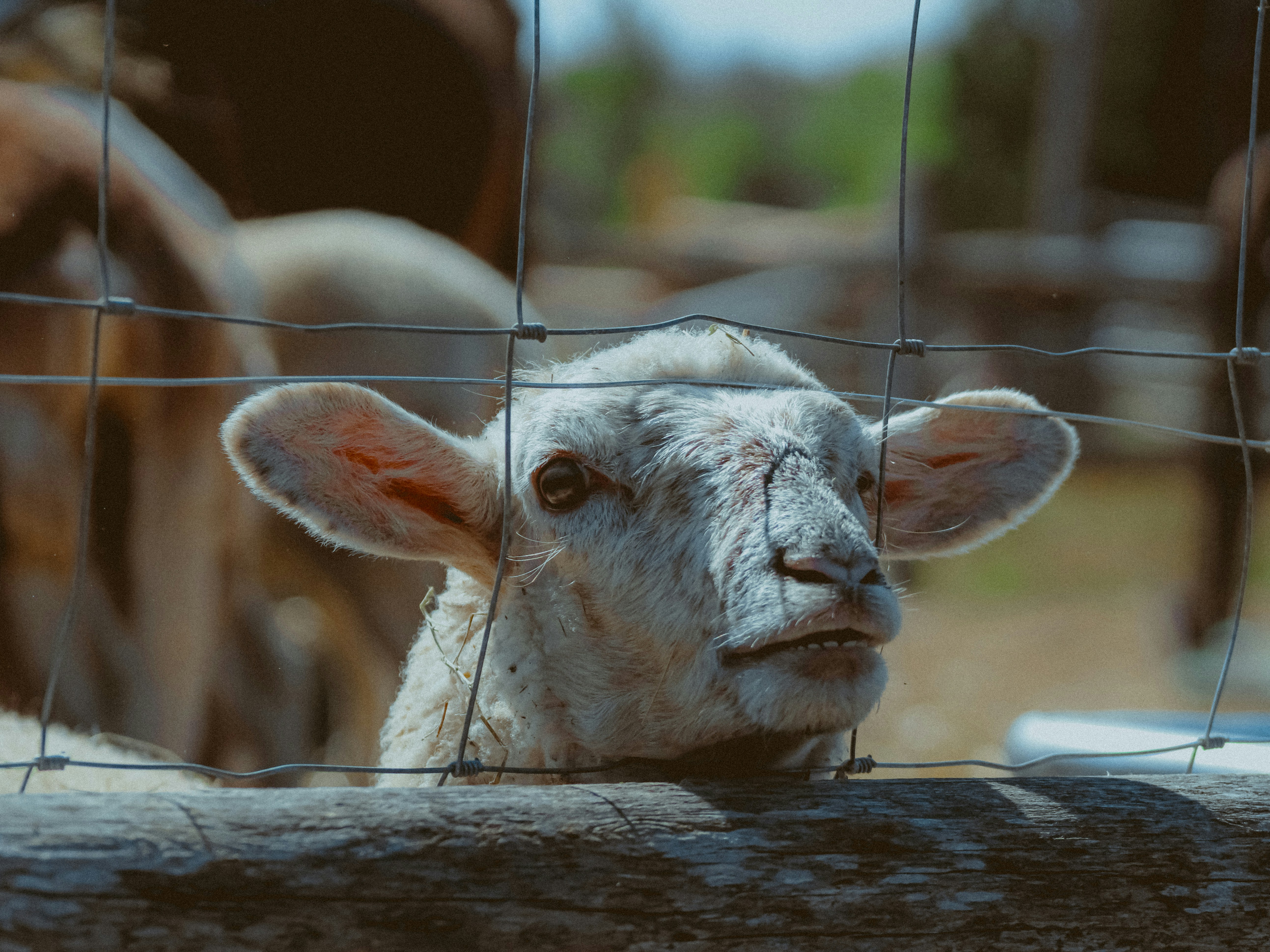 Photo by linusbelanger