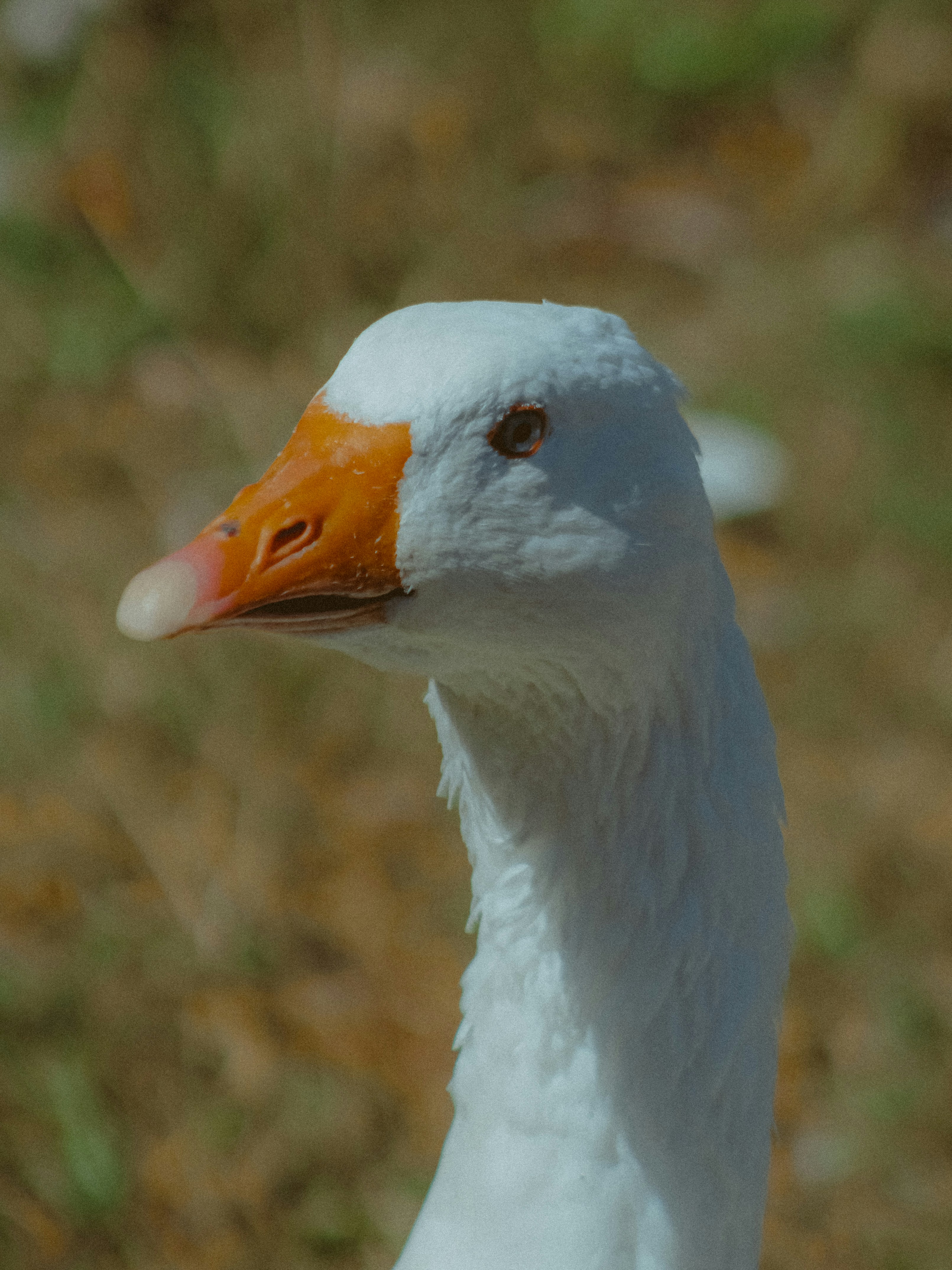 Photo by linusbelanger