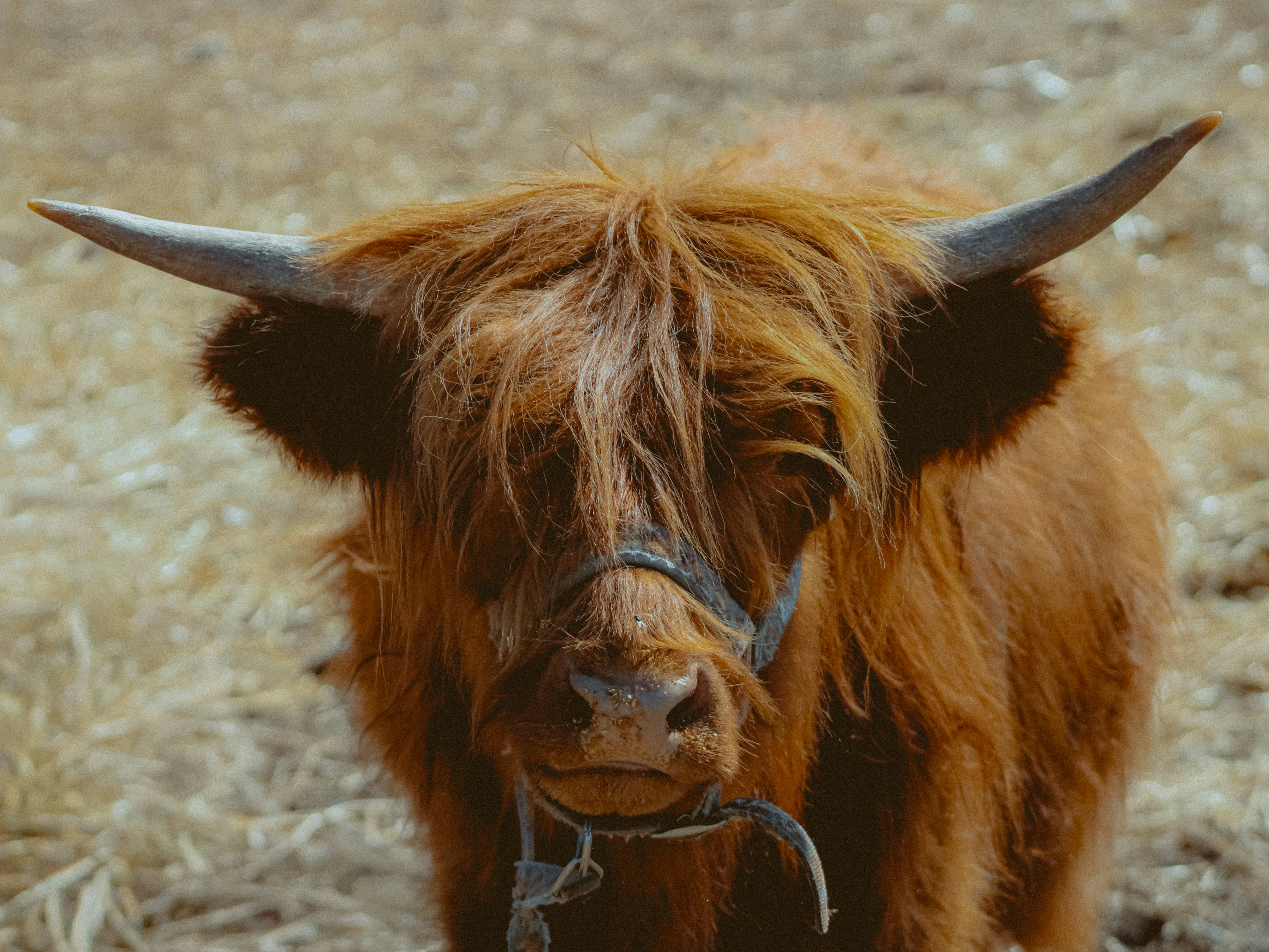 Photo by linusbelanger