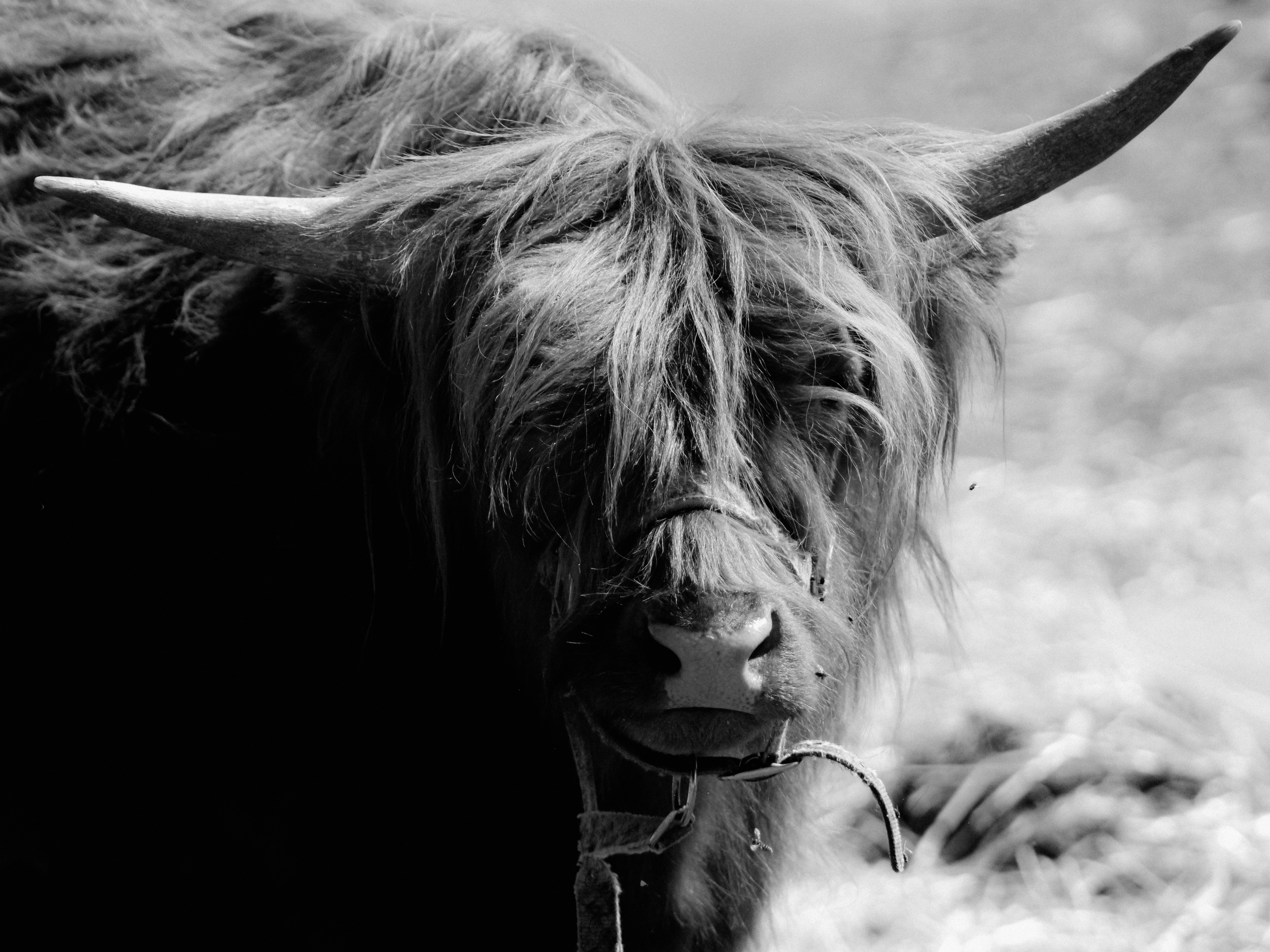 Photo by linusbelanger