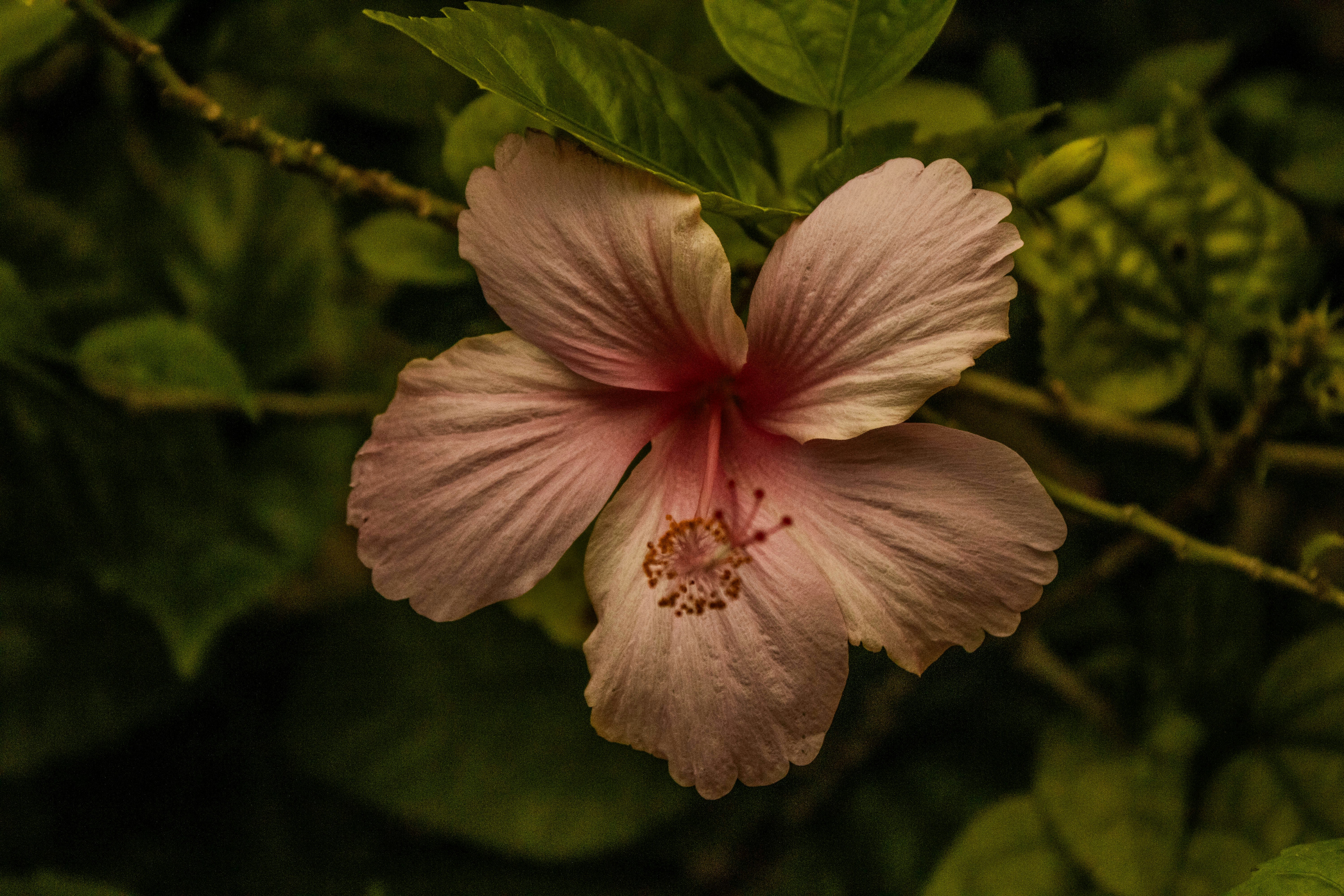 Photo by abrahamjosue17