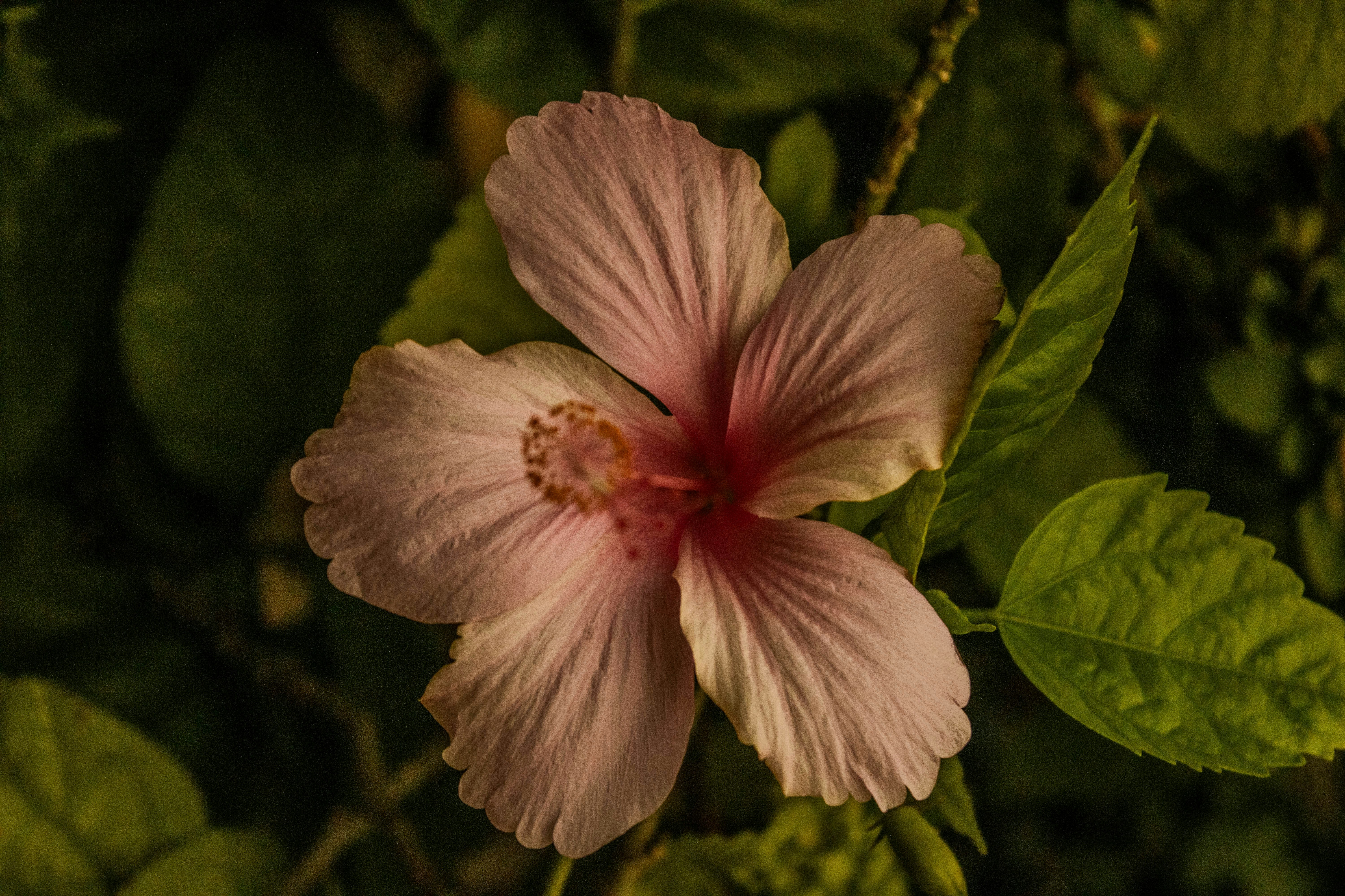 Photo by abrahamjosue17