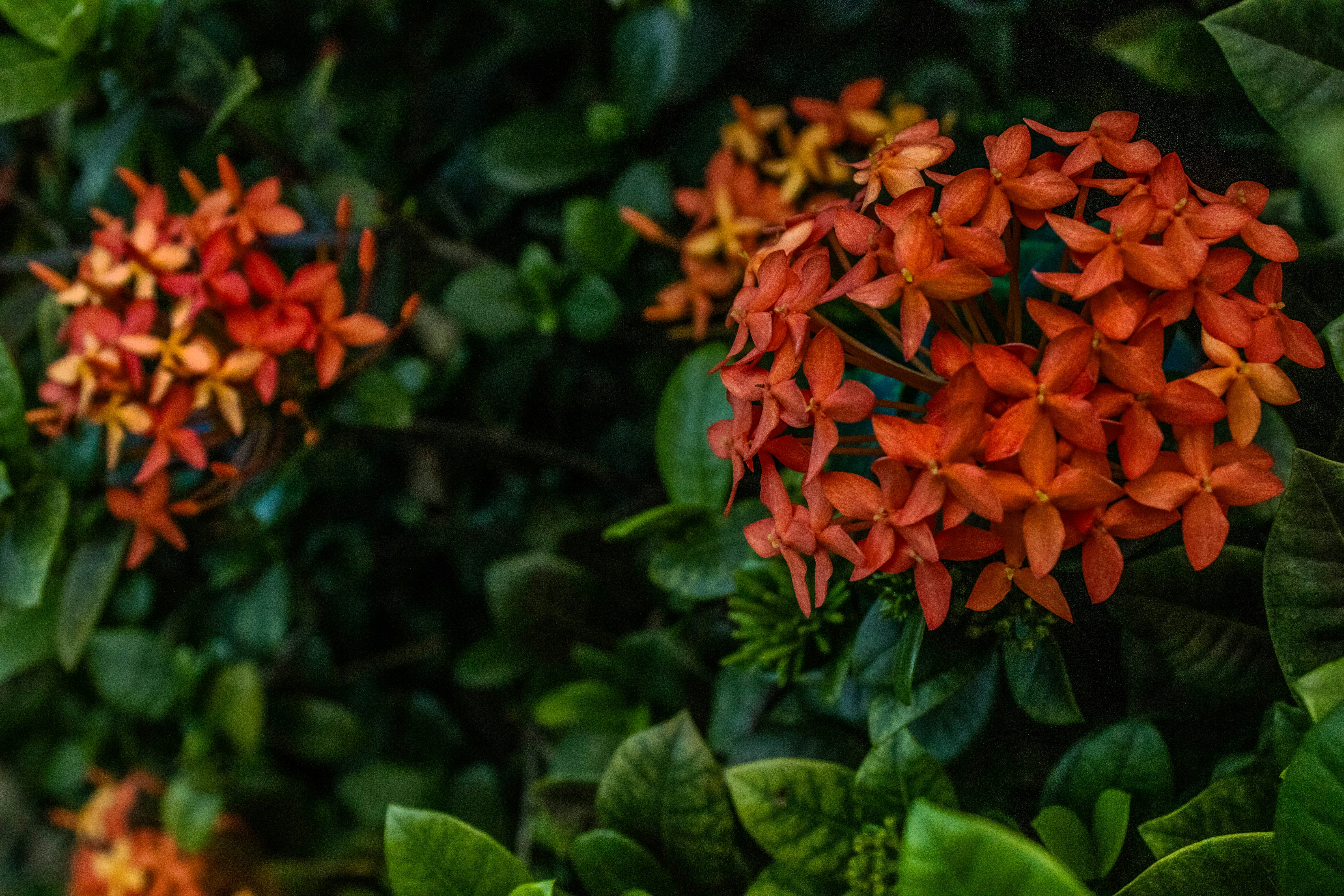 Photo by abrahamjosue17