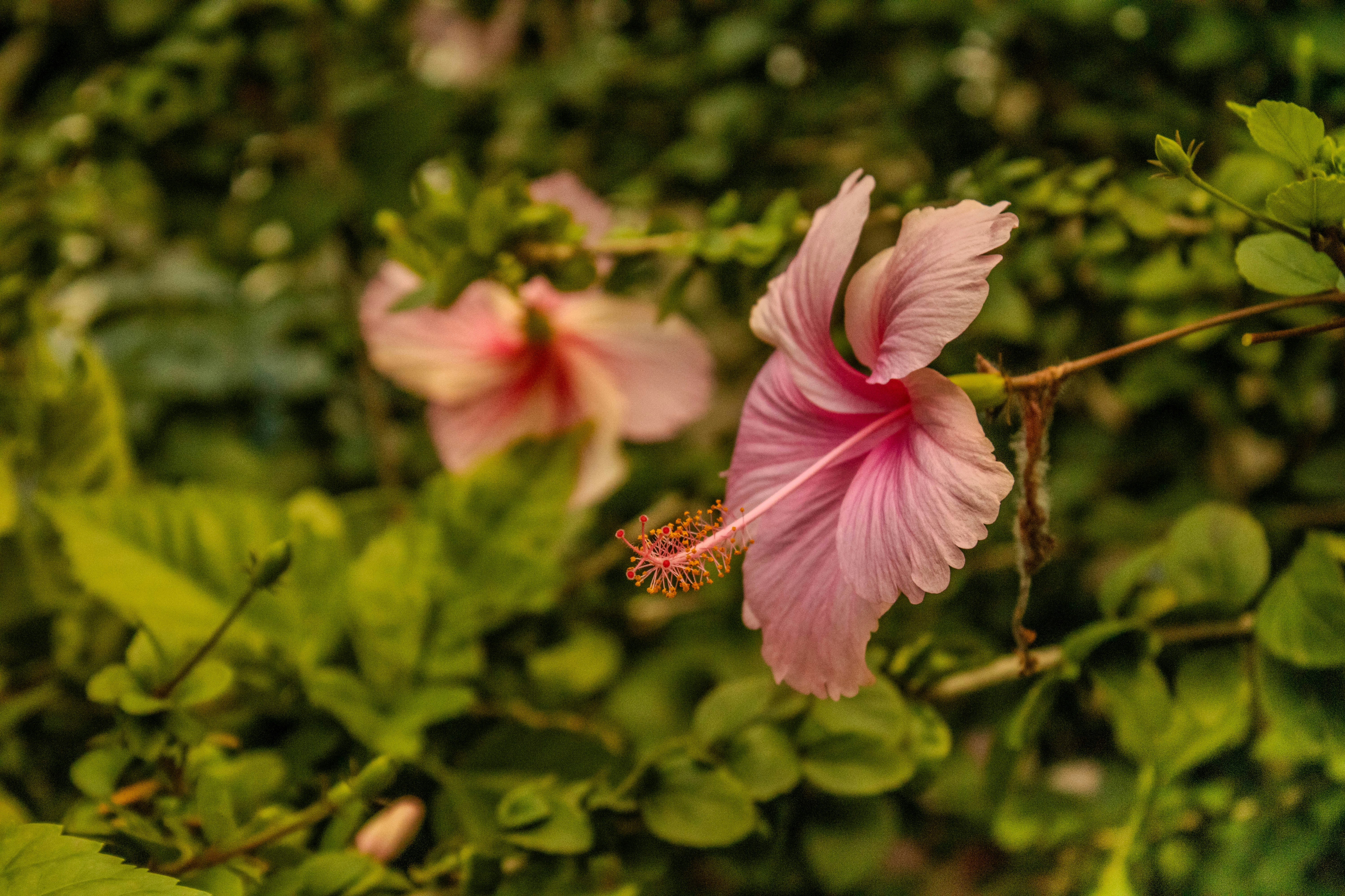 Photo by abrahamjosue17