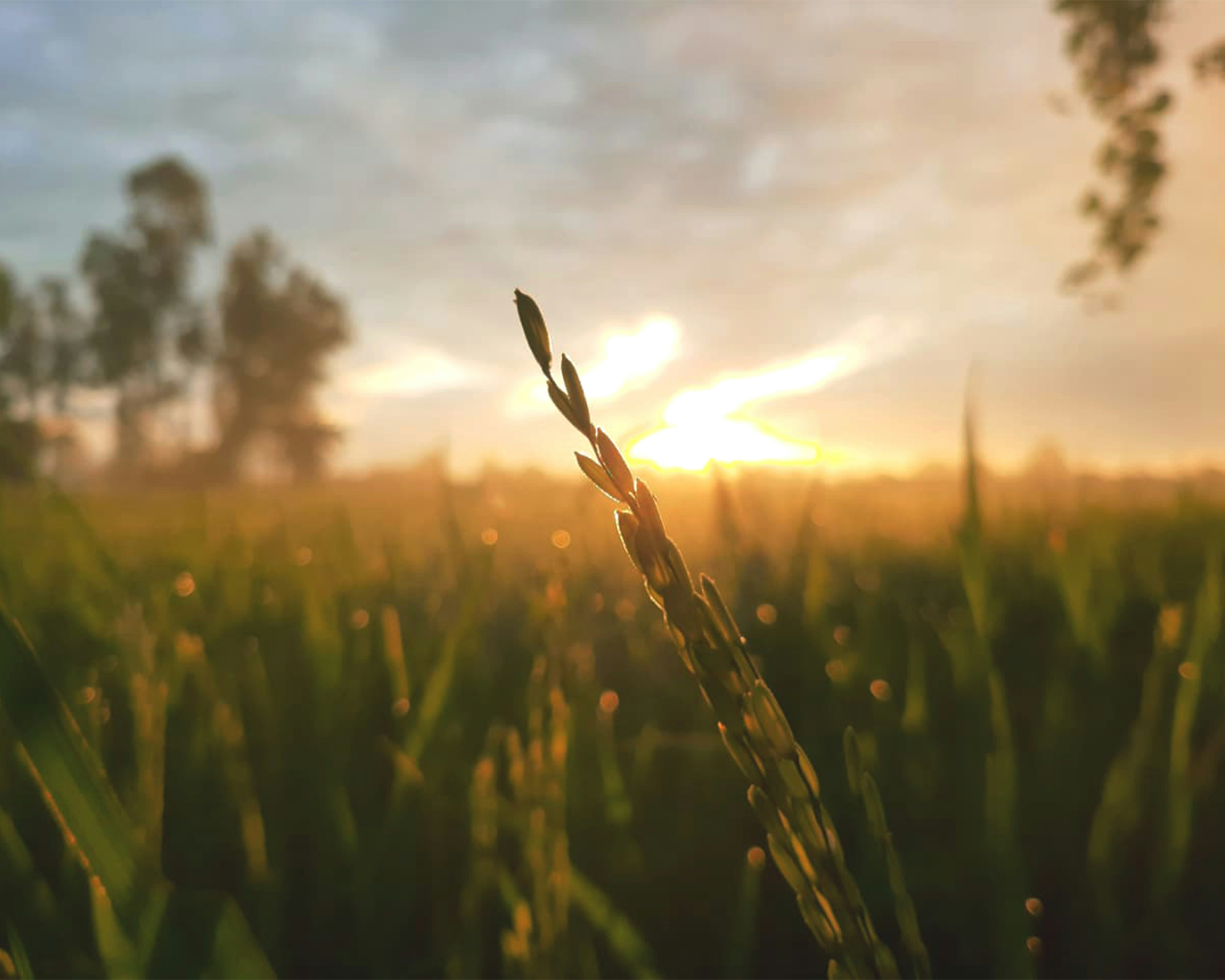 Golden sunrise over a misty rice field