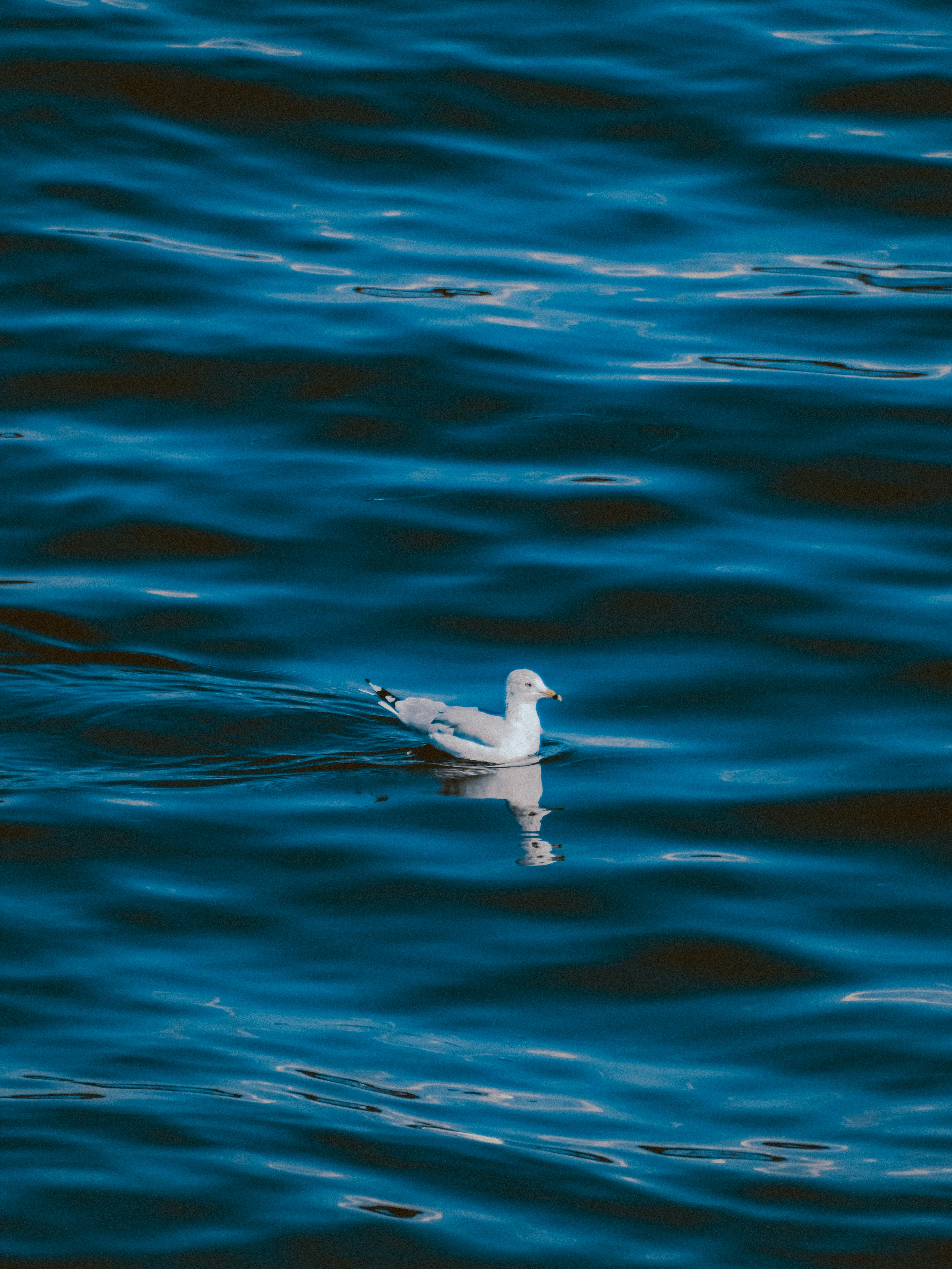 Photo by linusbelanger