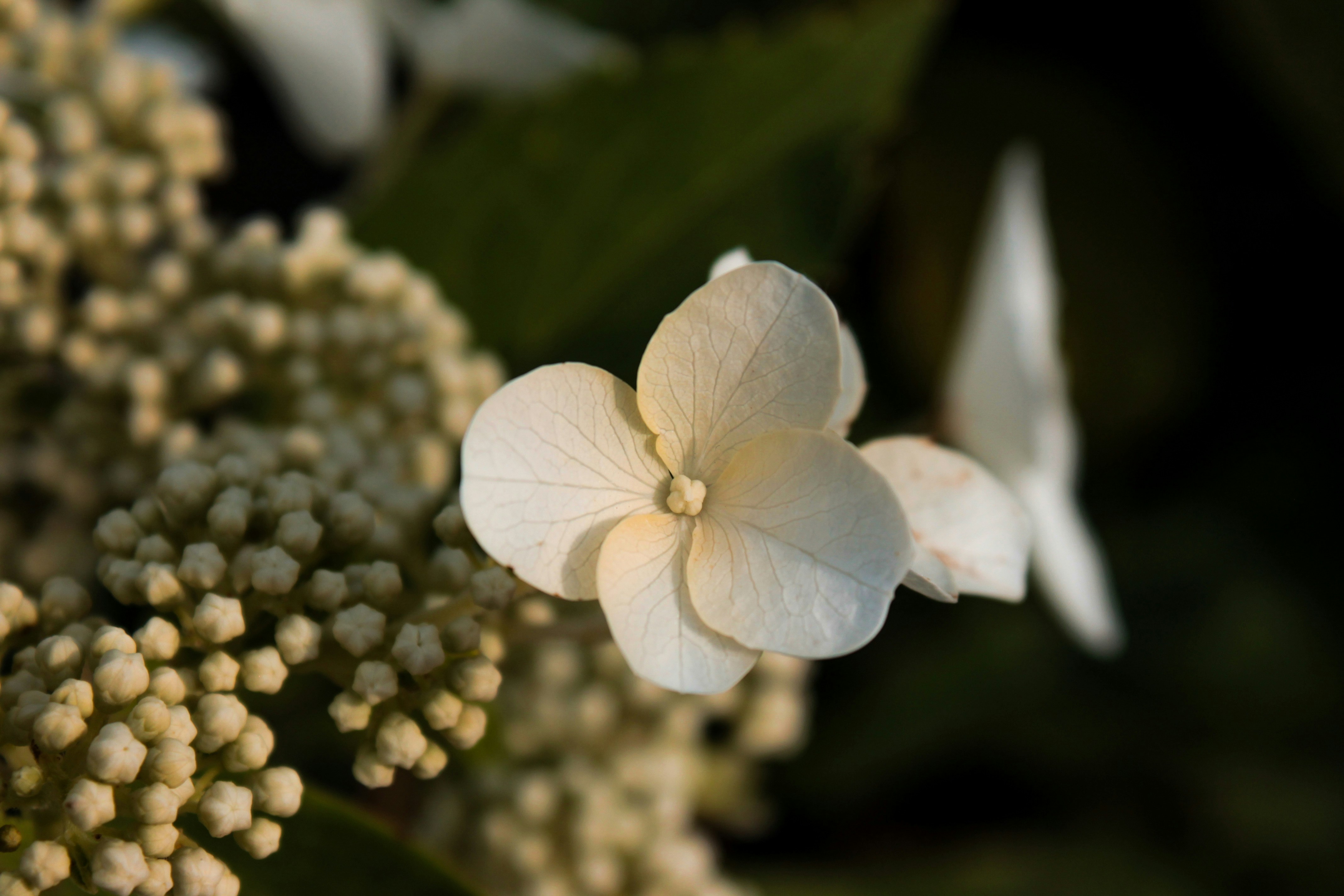 Photo by vvehkalahti