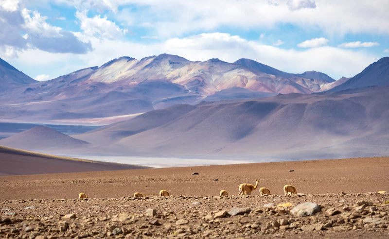 Vigognes dans le désert de l'Atacama au Chili