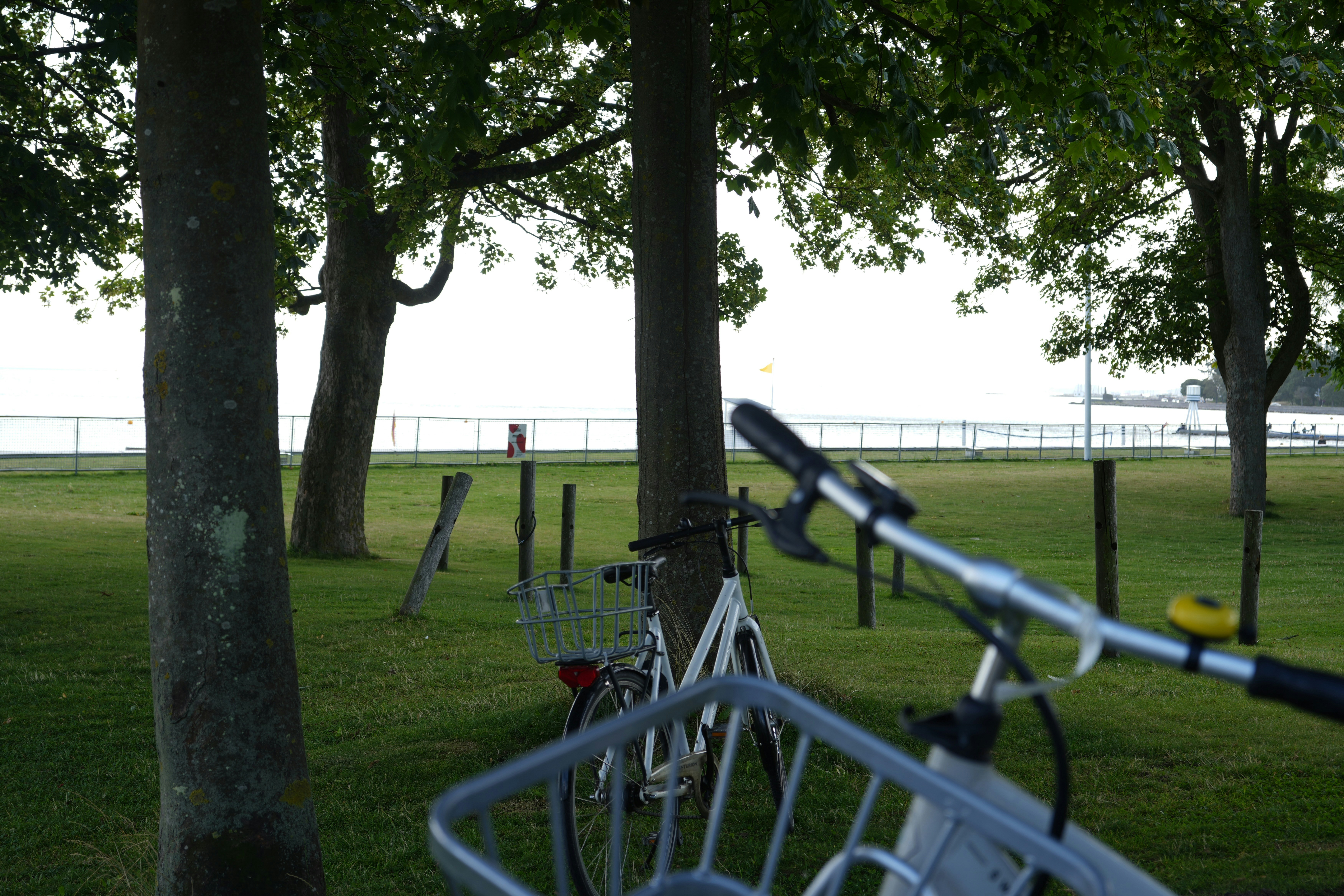 Biciclette parcheggiate vicino agli alberi vicino a uno specchio d'acqua