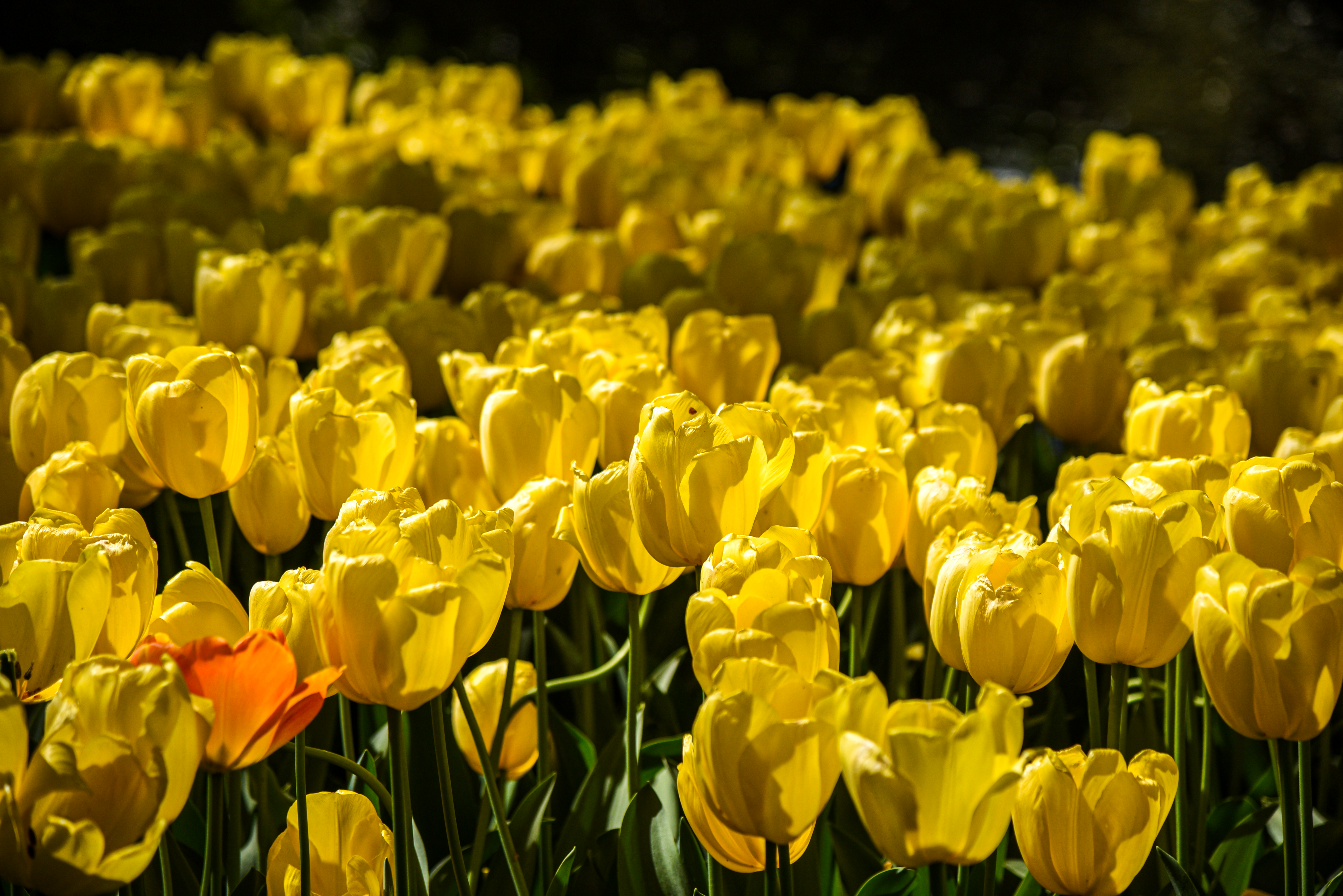 Afbeelding van Lisse