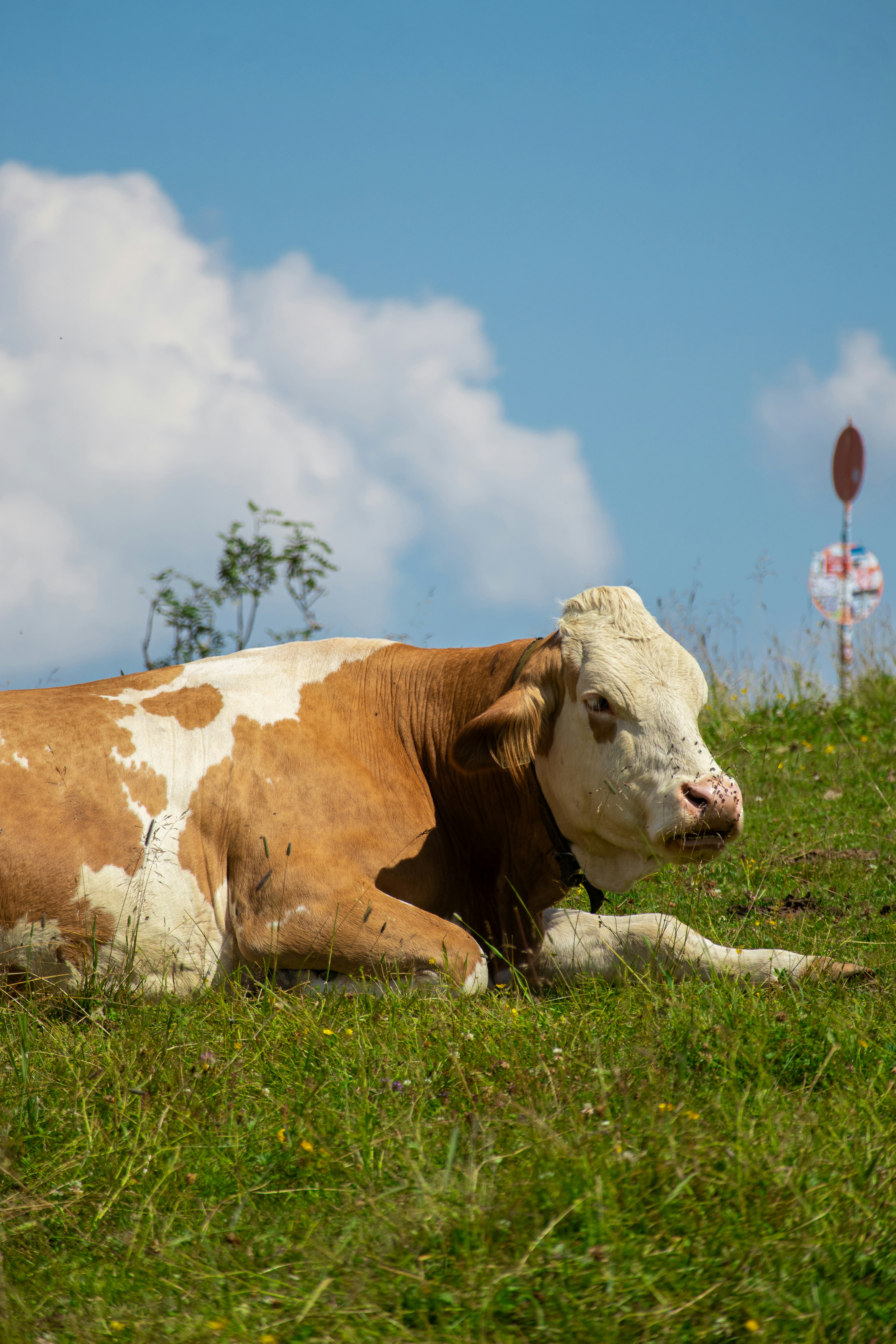 Photo by davidfucsku