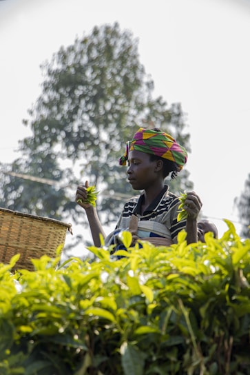 Woman picking tea leaves in a lush green field.