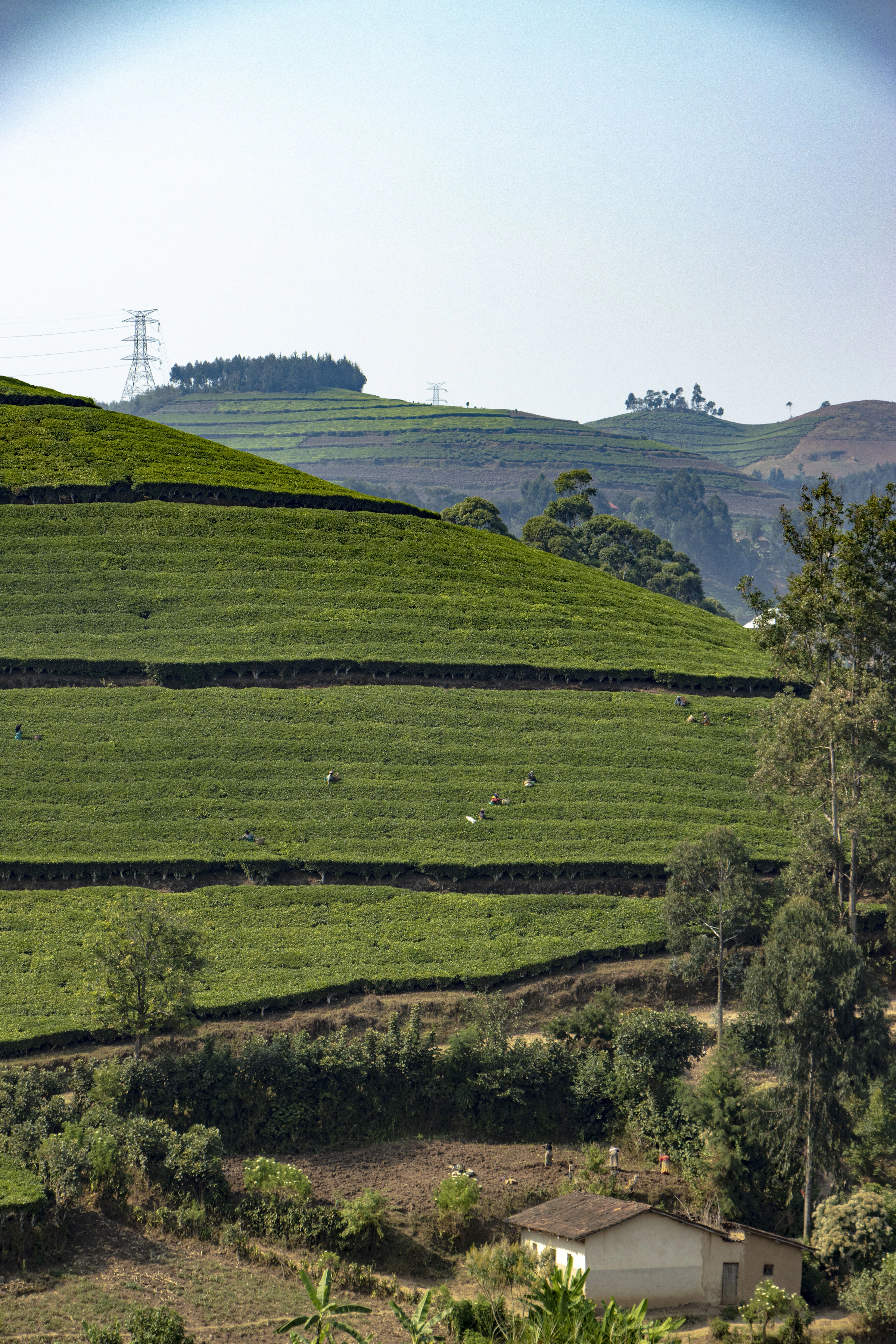 Rwanda terraced land