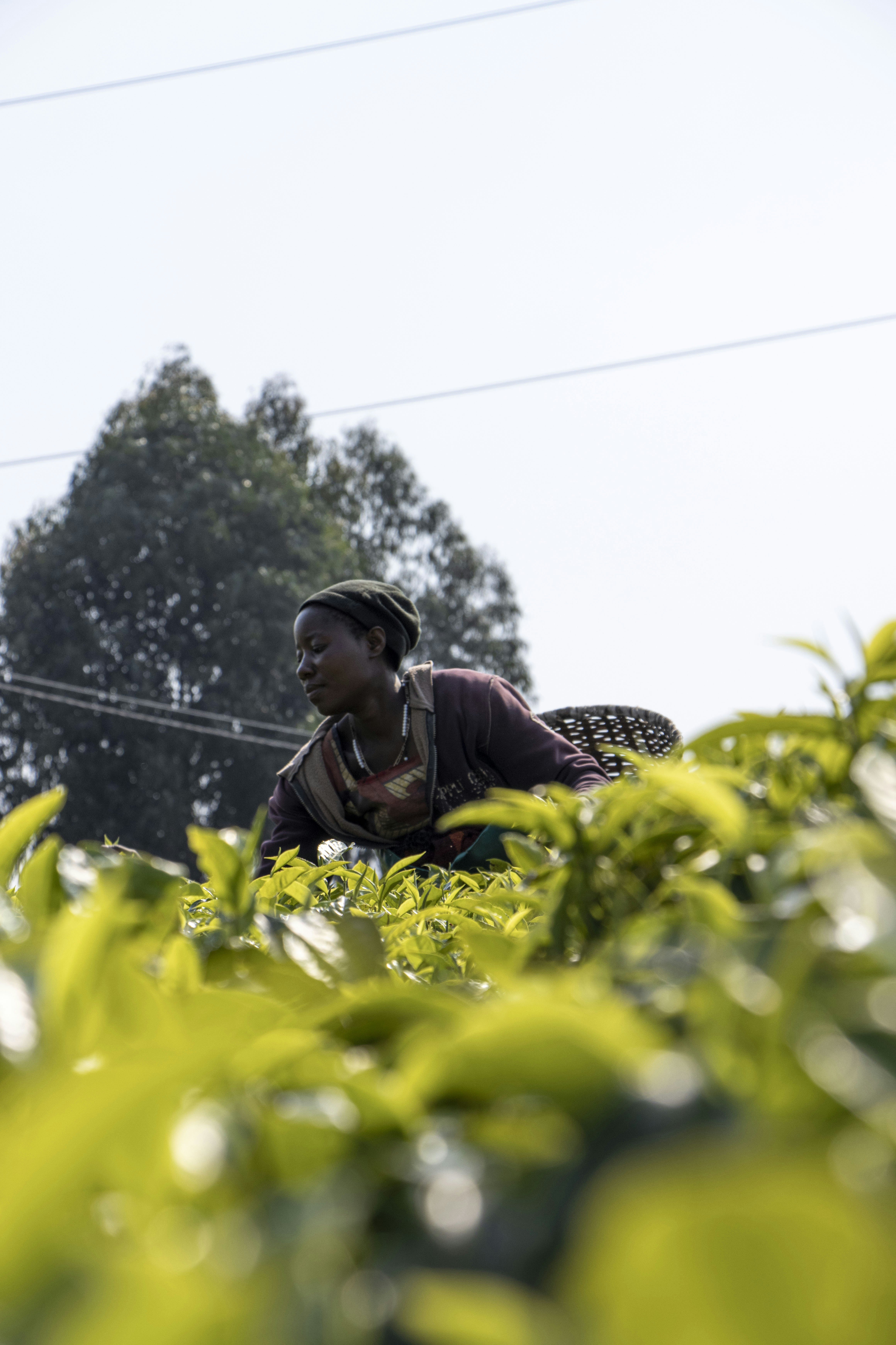 Woman harvesting tea leaves in a plantation