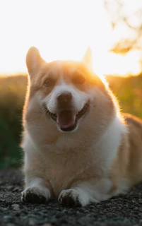 Happy corgi dog lying on ground at sunset