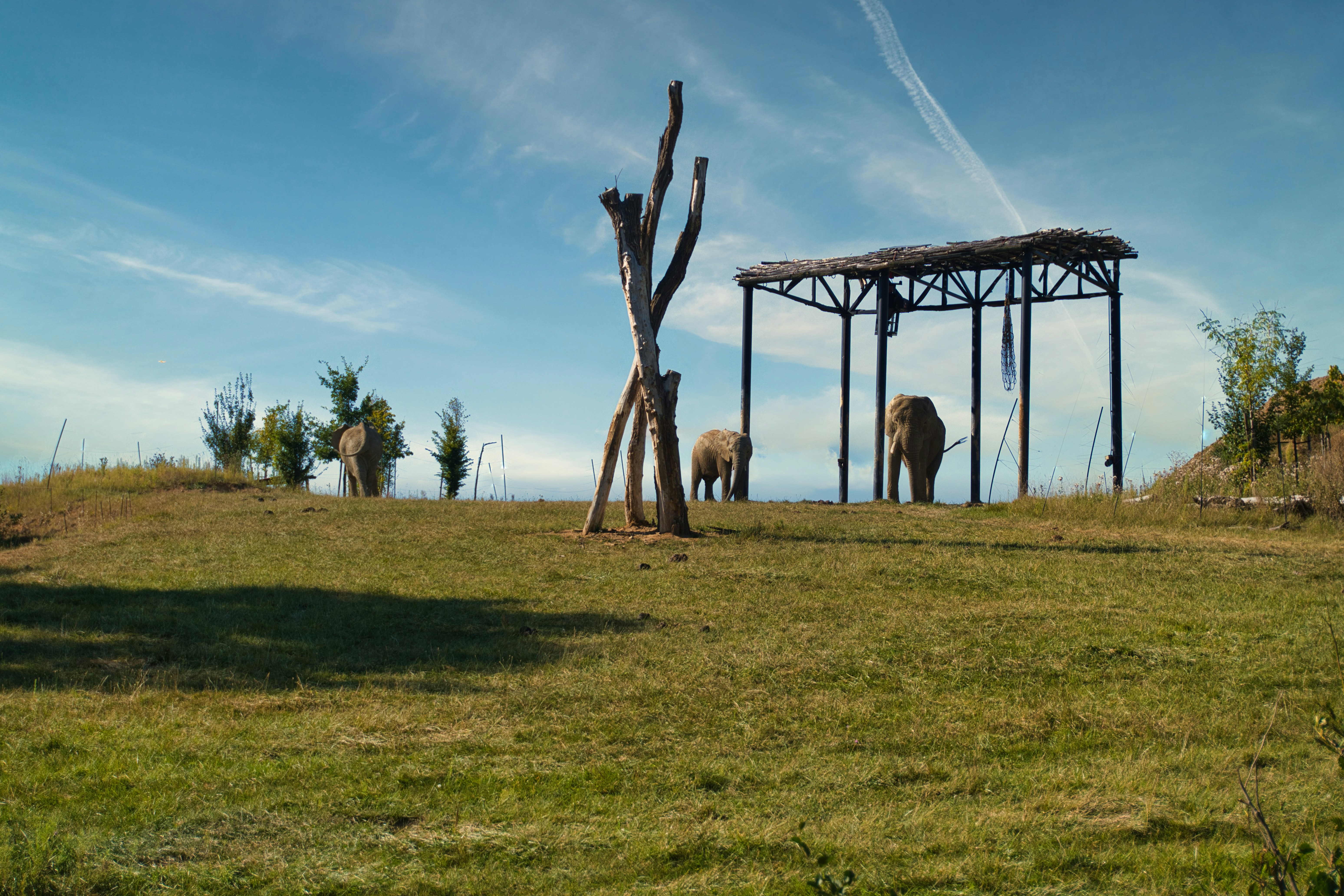 Two elephants under a shelter on a grassy hill.