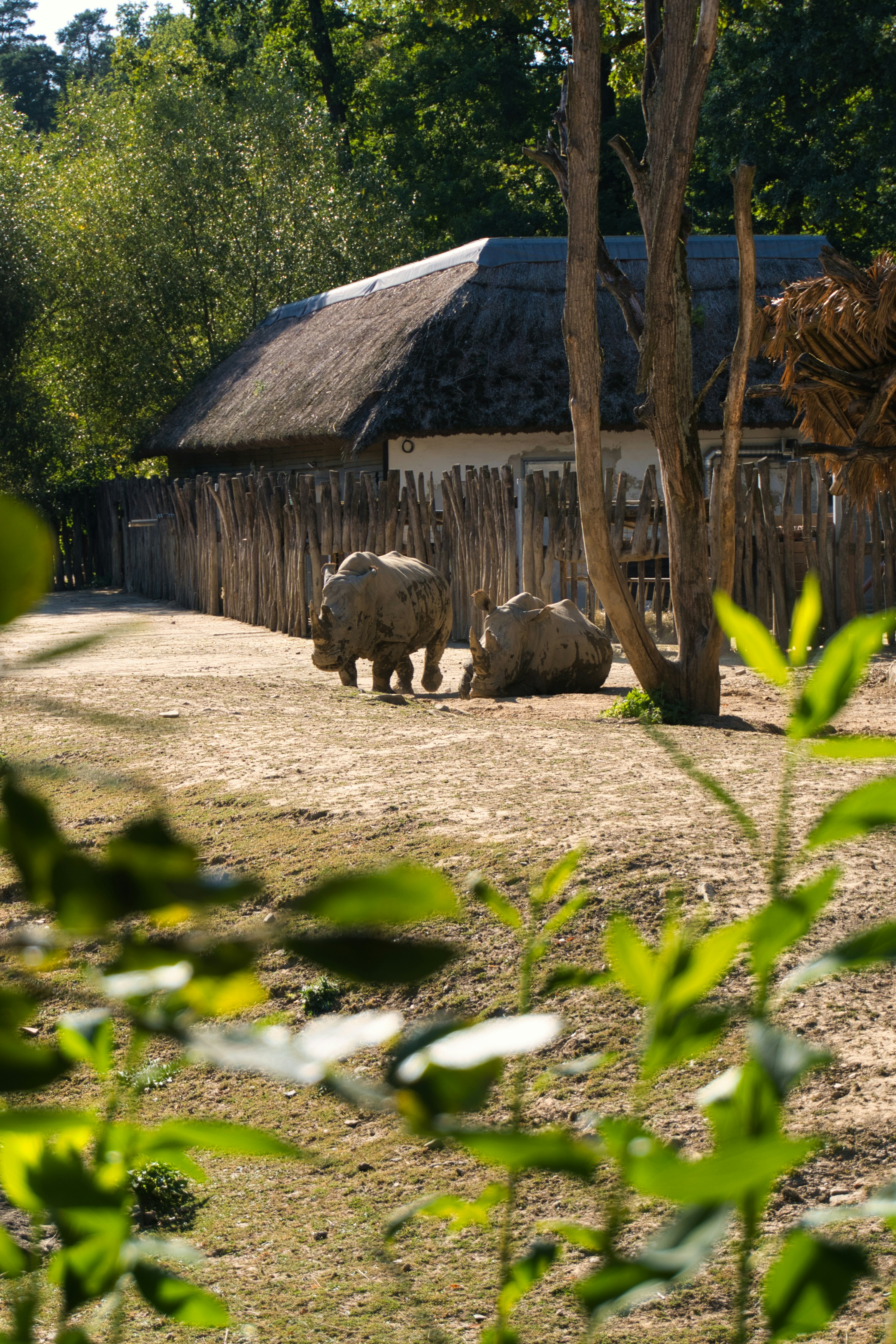 Two rhinoceroses in a zoo enclosure with a building.