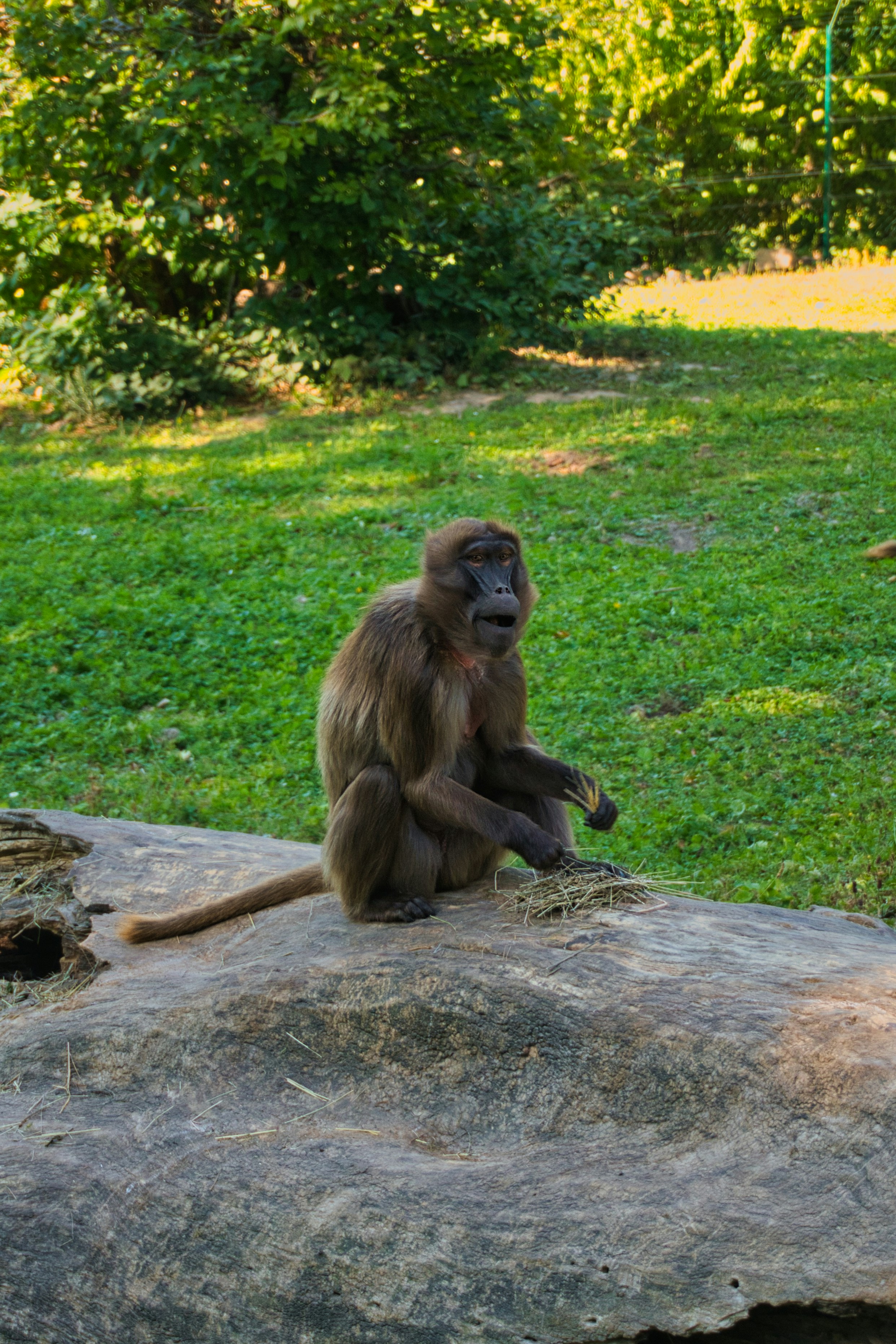 A baboon sits on a large rock outdoors.