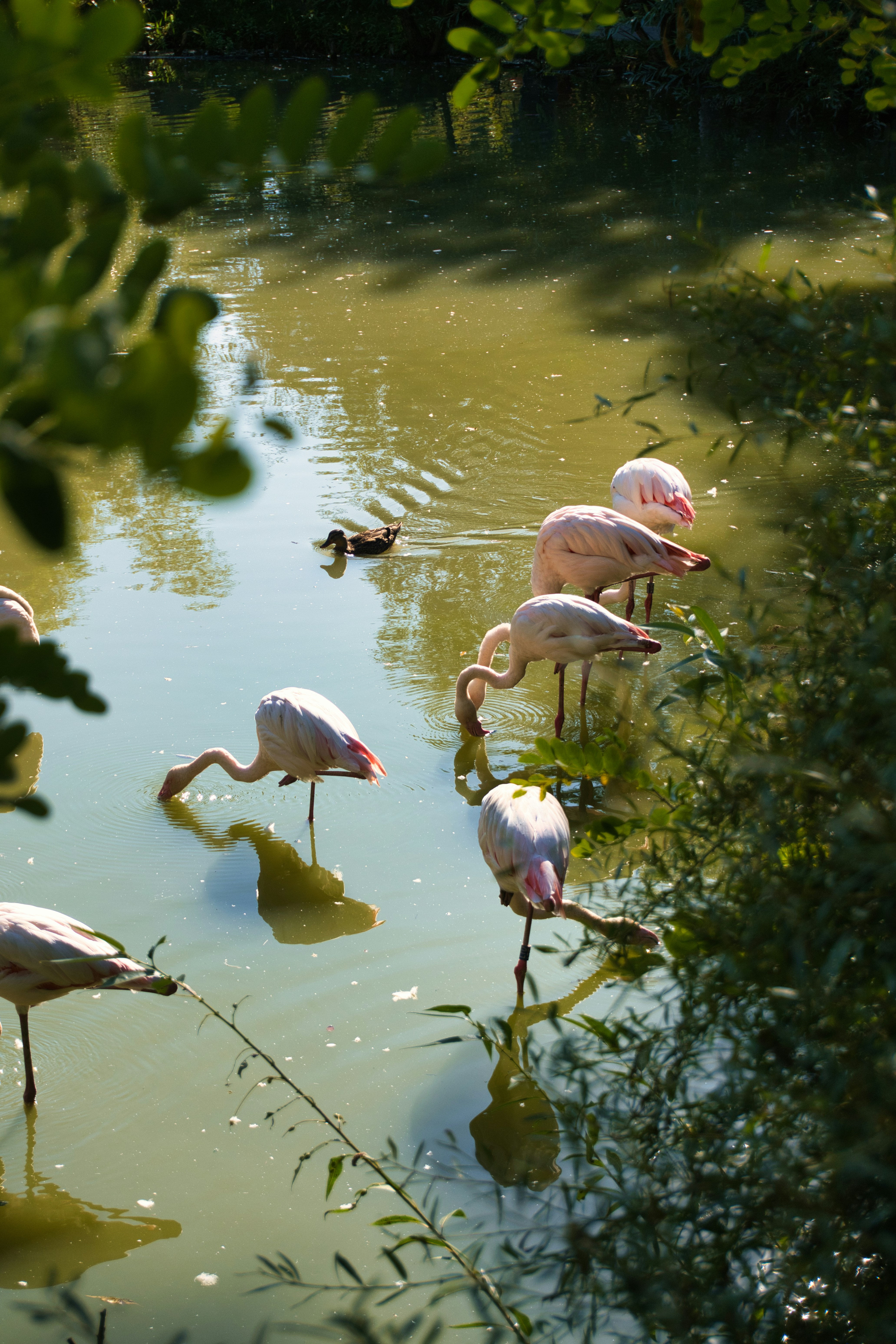 Flamingos wading in shallow water with greenery