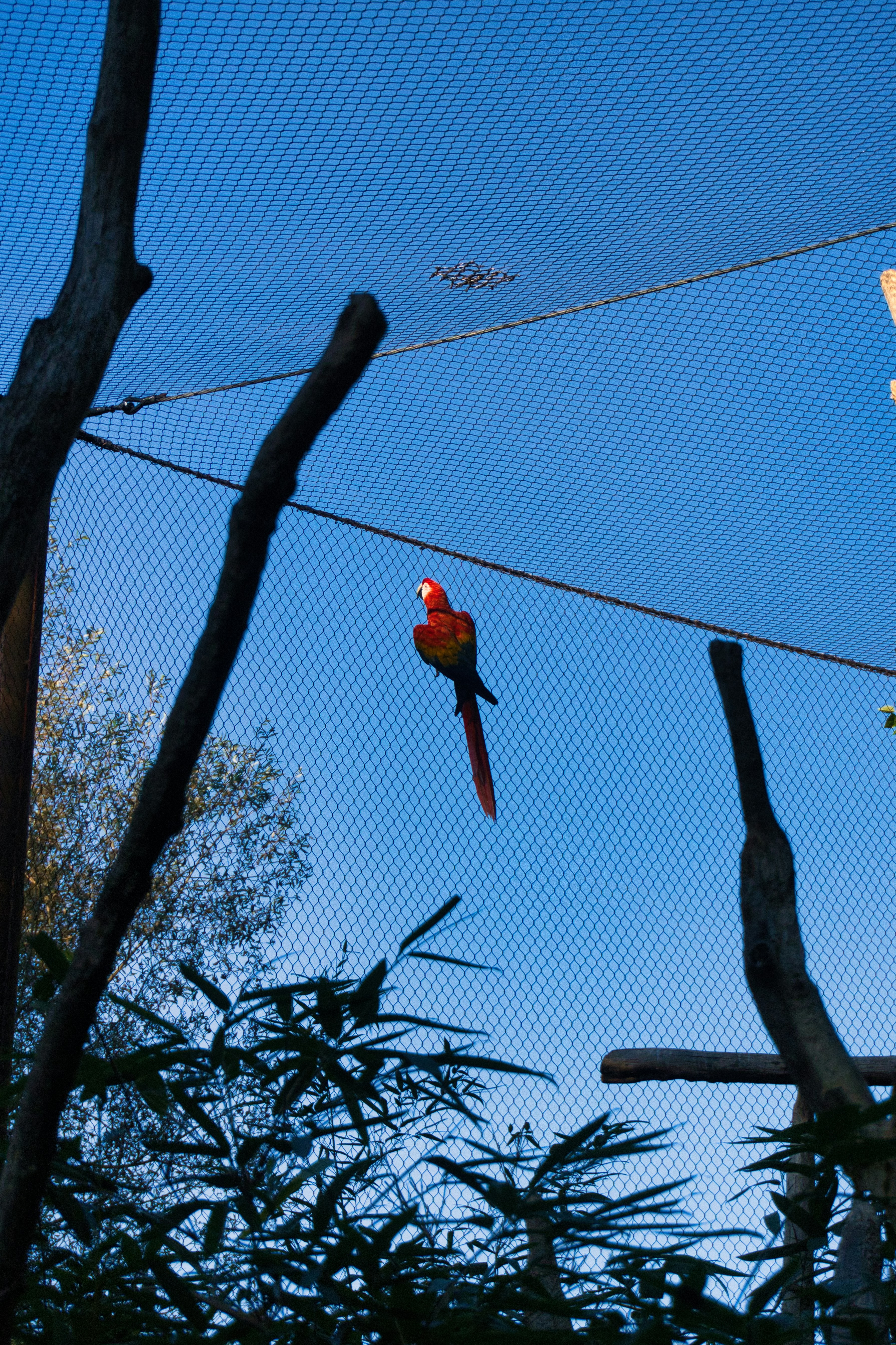 A colorful macaw perched on a wire against blue sky.