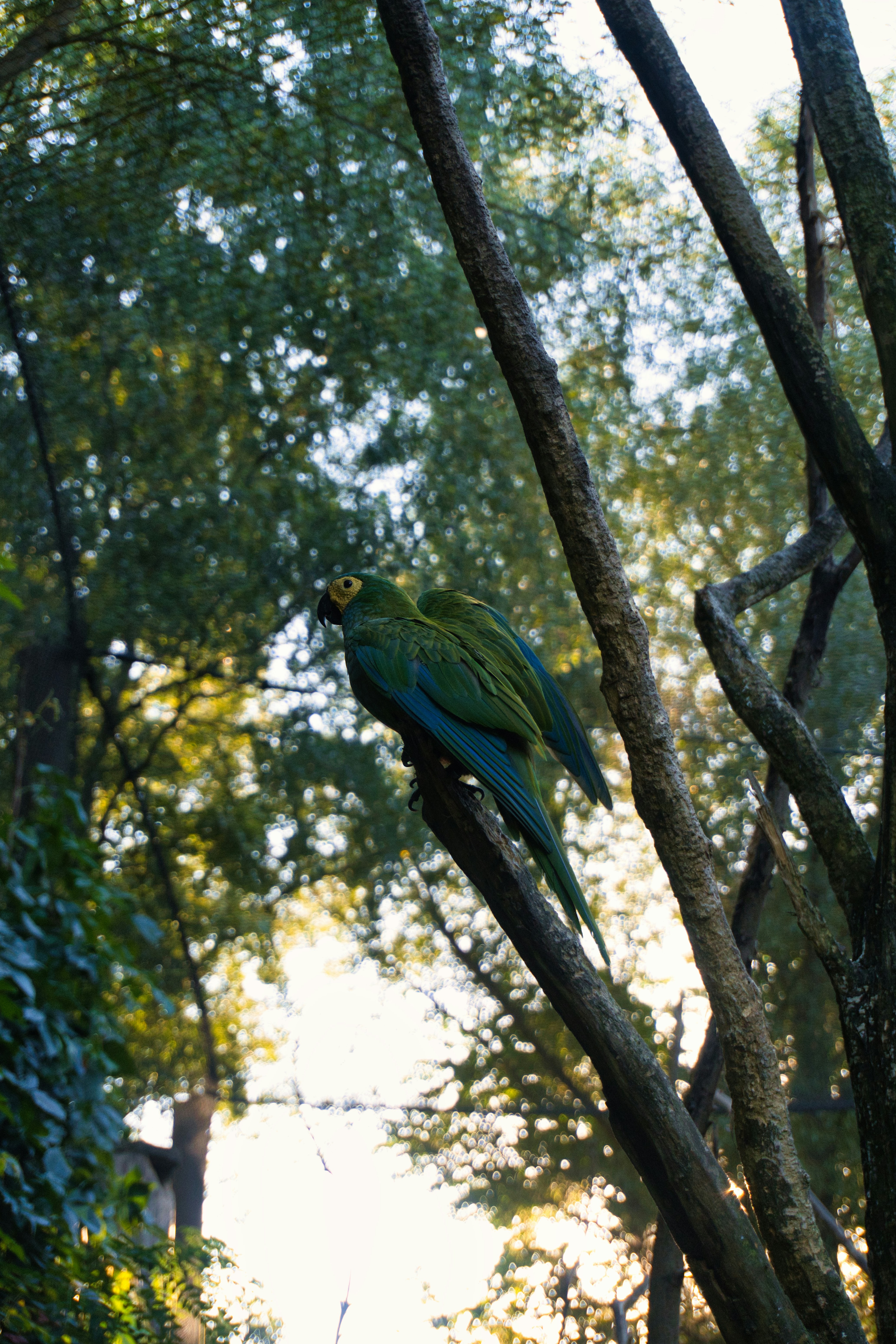 A green macaw perched on a tree branch.