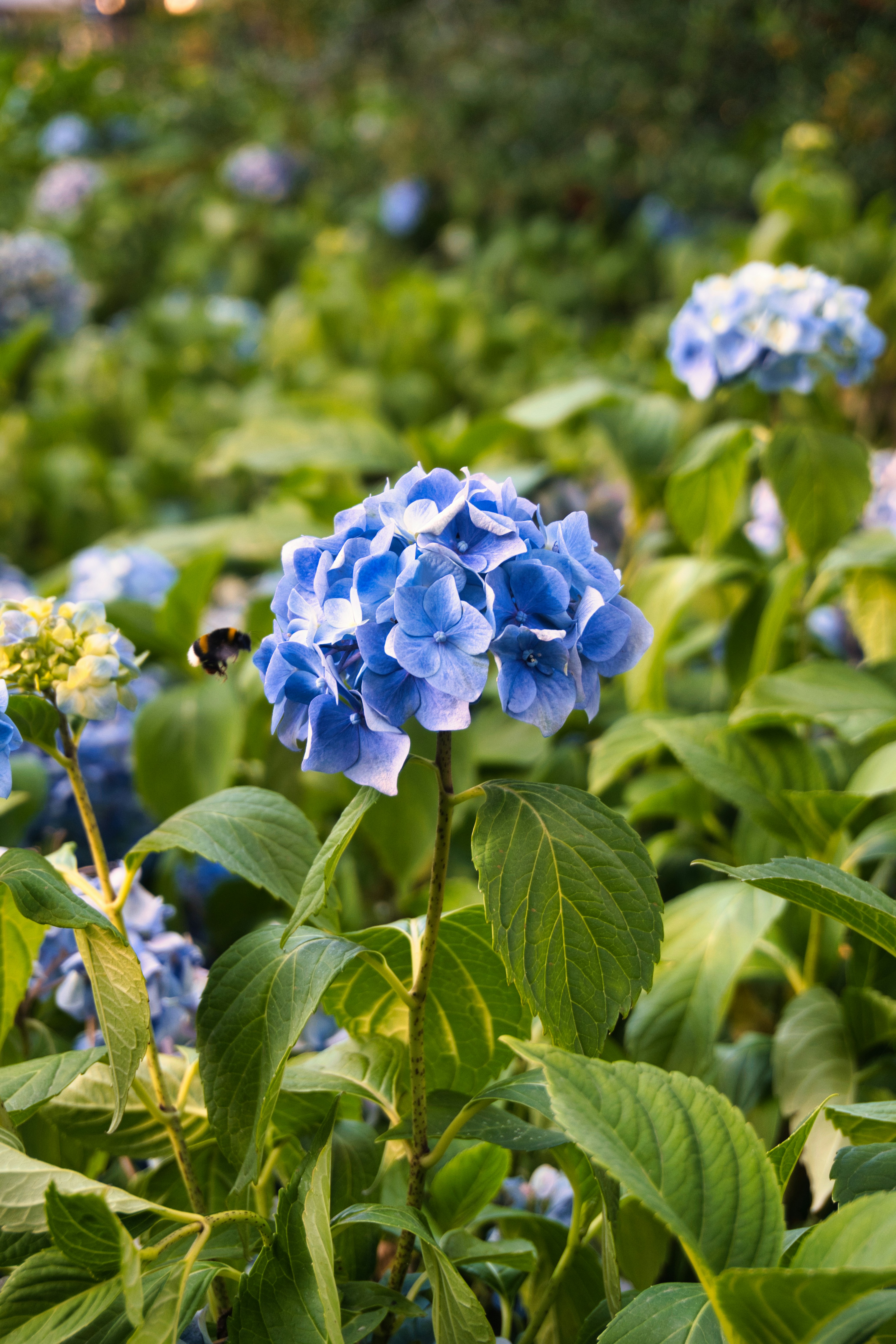 A bee flies near a blooming blue hydrangea flower.