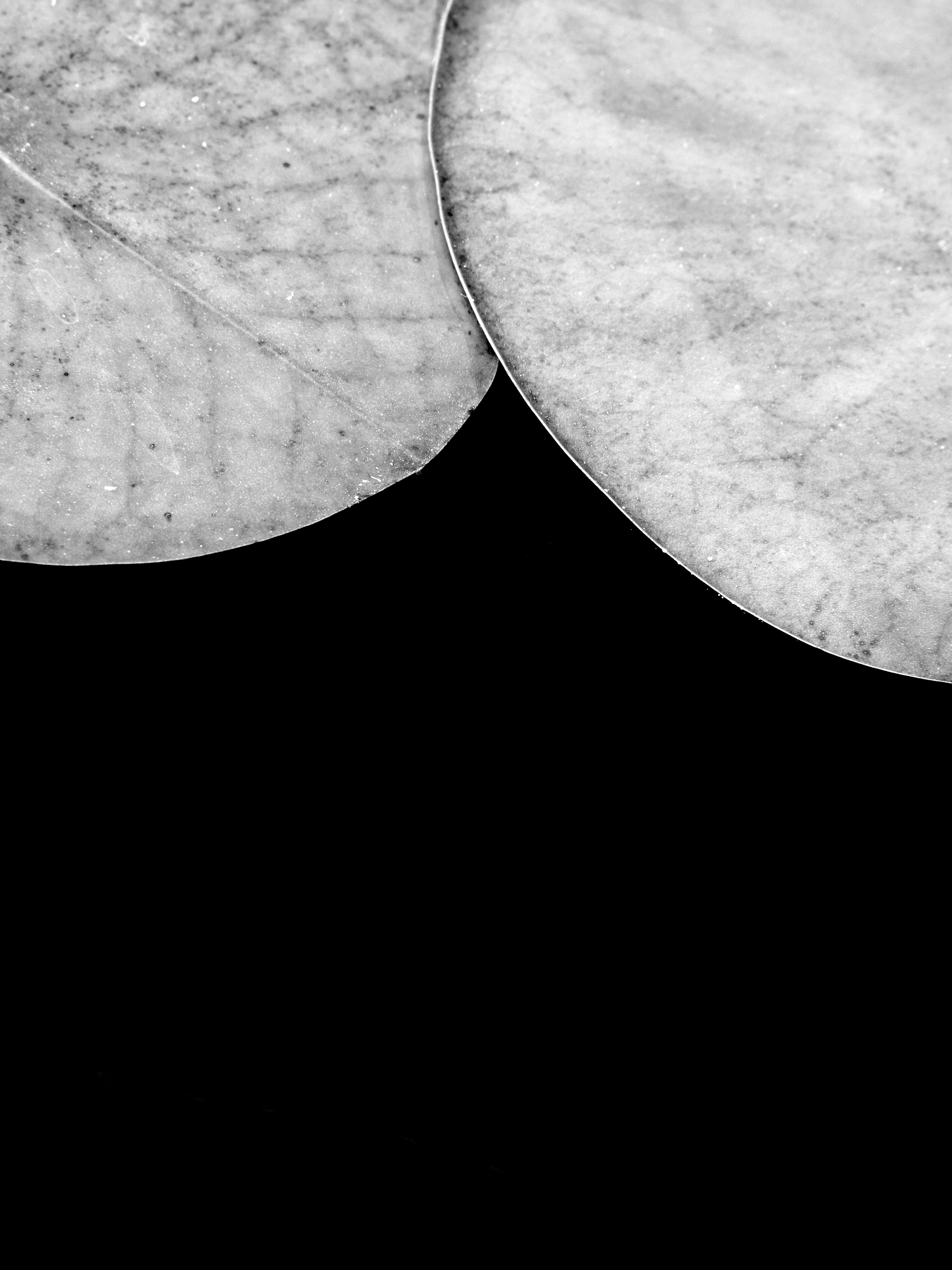 Nahaufnahme von zwei trockenen Blättern vor schwarzem Hintergrund