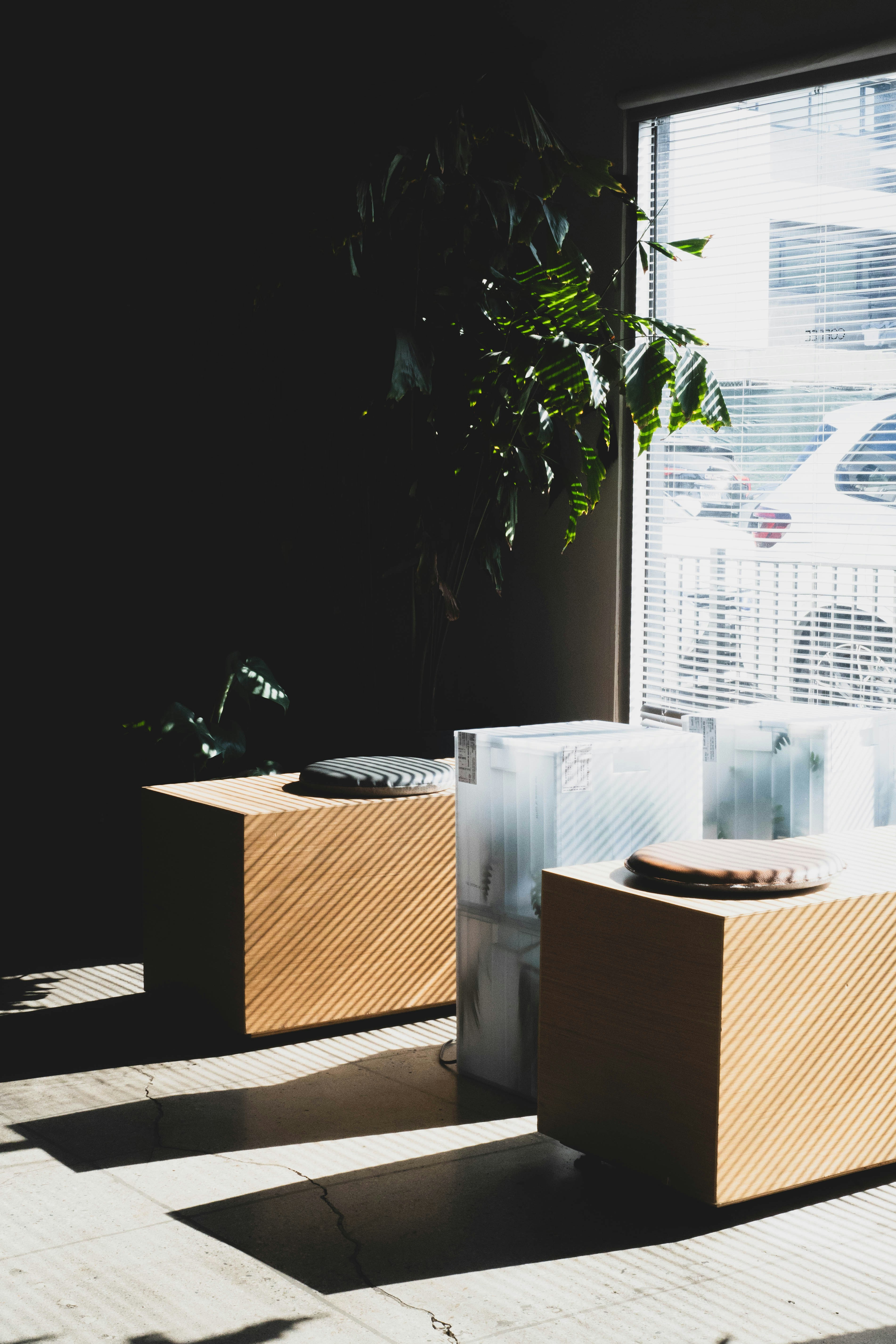 Sunlight streams onto modern wooden tables with plants