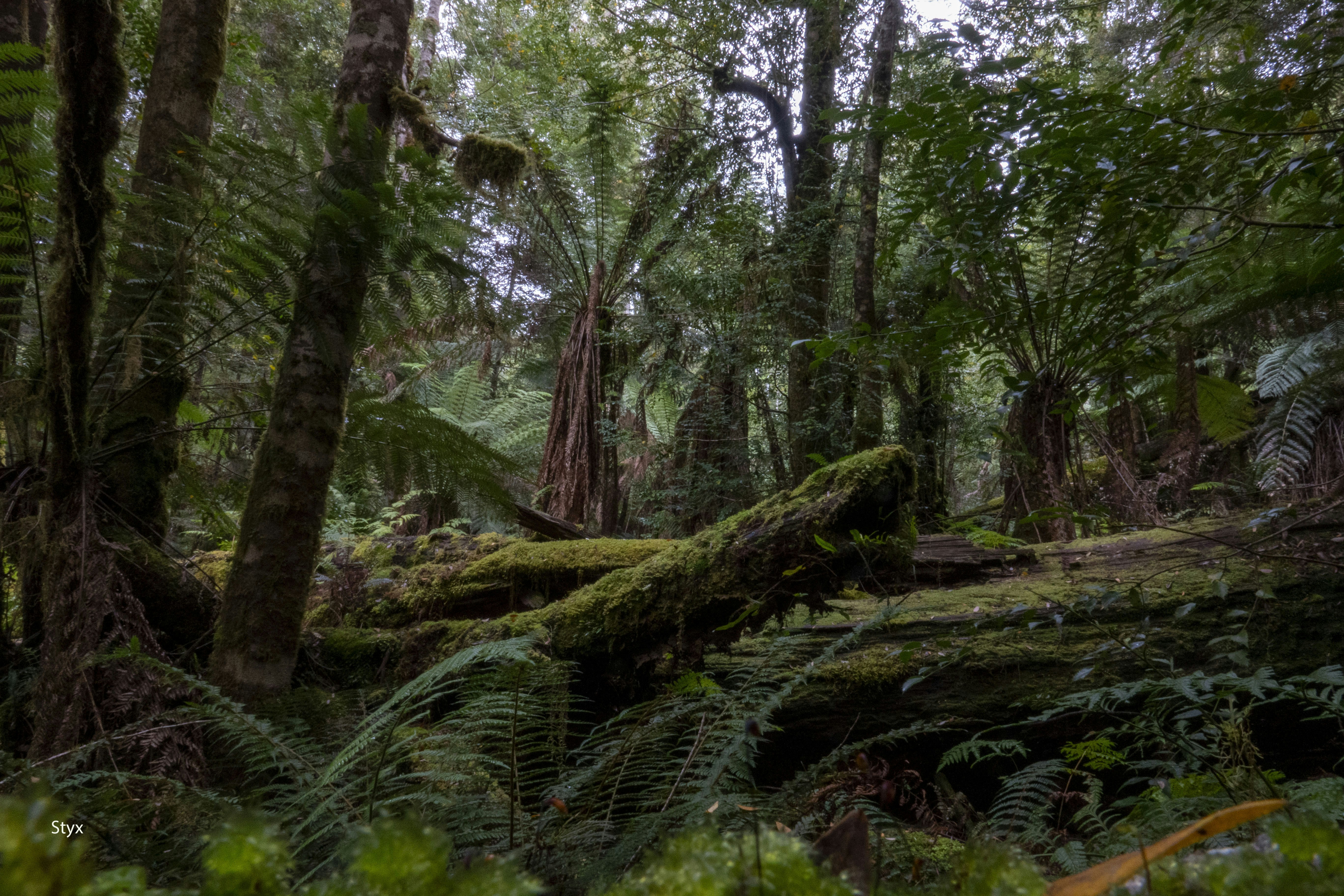 Styx, Tasmania