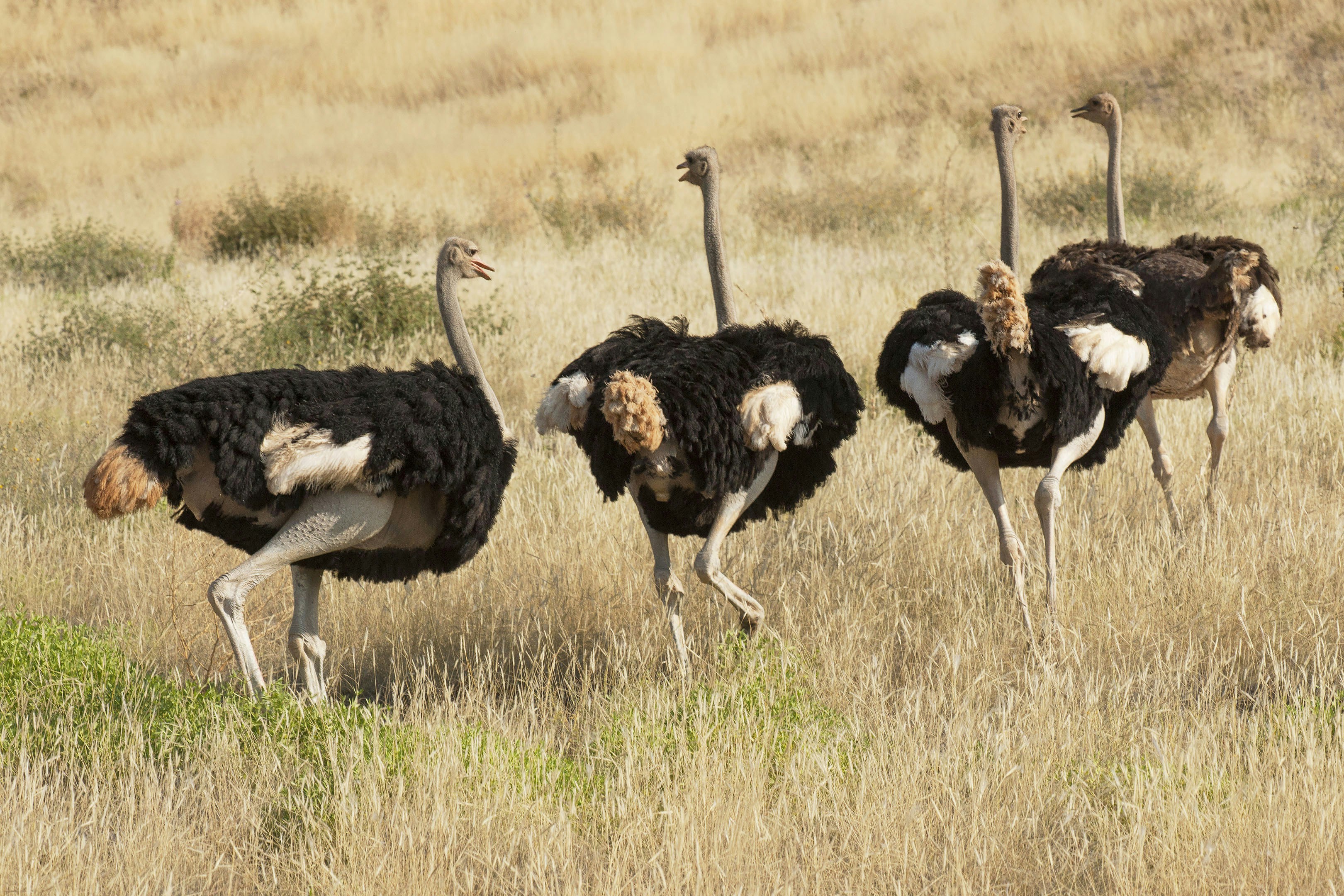 What Happened at Universal Ostrich Farm: How Canada Used Militarized Force Against a BC Farm