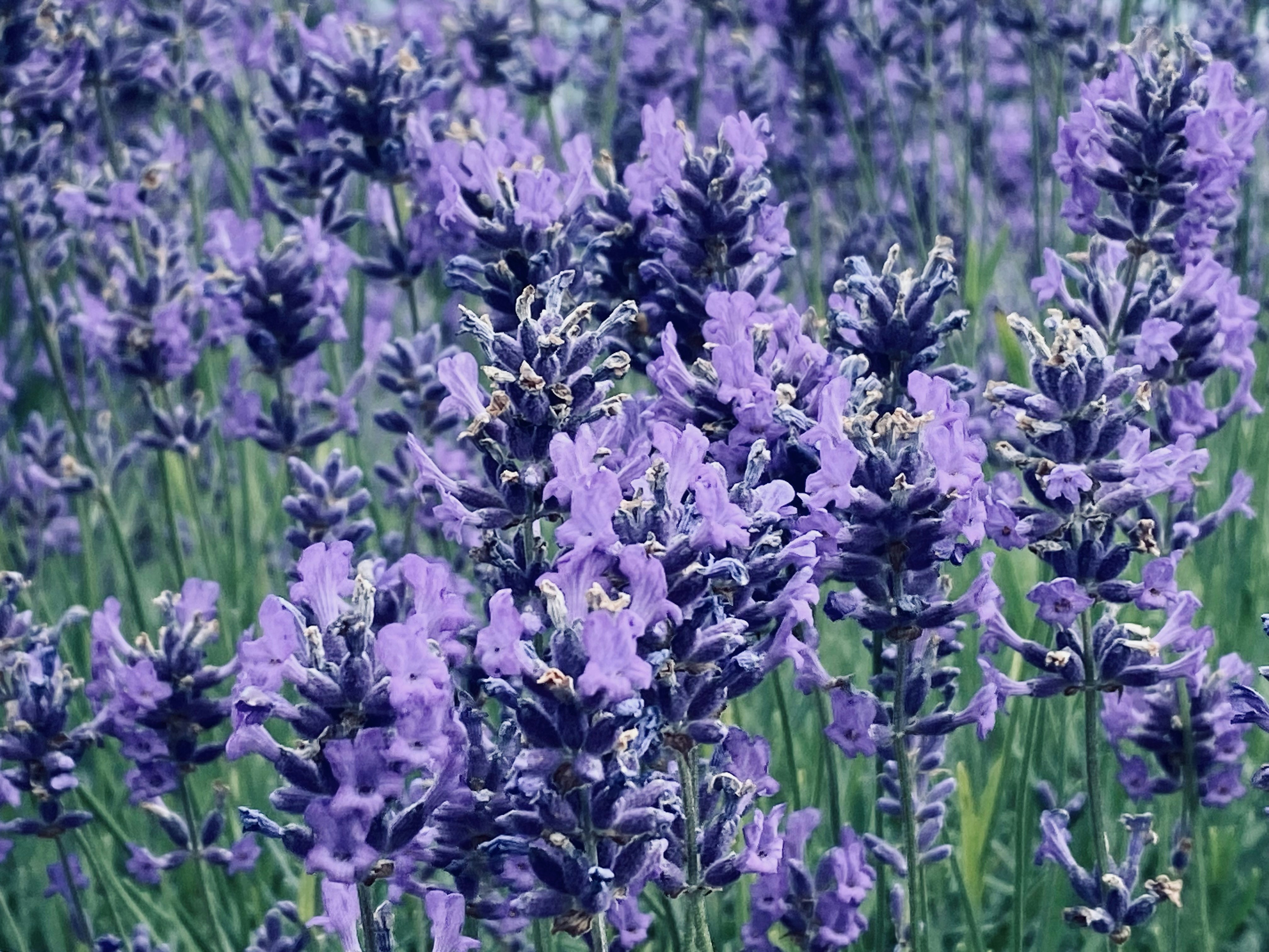 Field of blooming purple lavender flowers