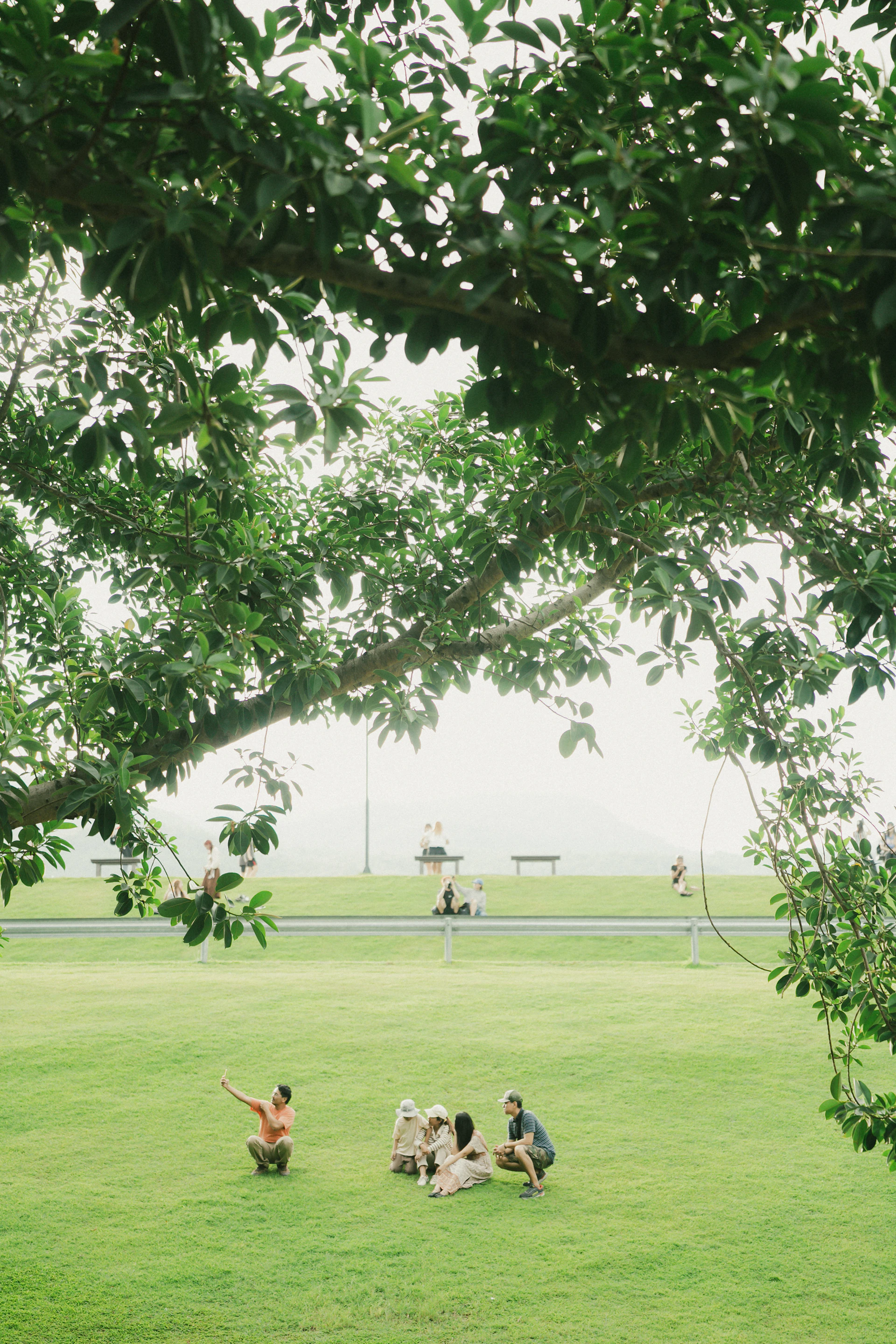 People and dogs relax on a grassy field under trees.