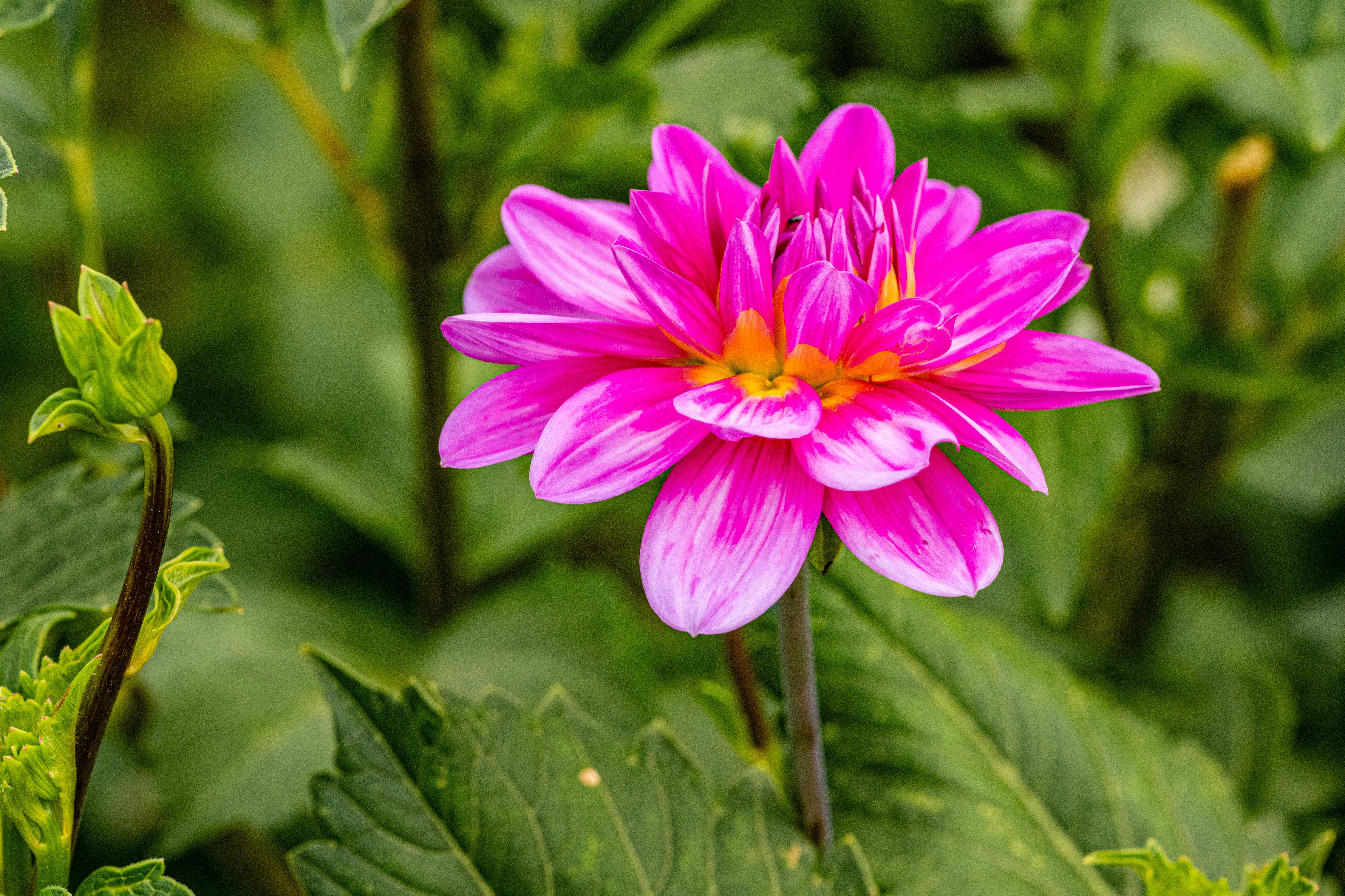 Uma flor de dália rosa brilhante com um fundo verde foto – Imagem grátis  sobre Flora na Unsplash, image size:3000x2000