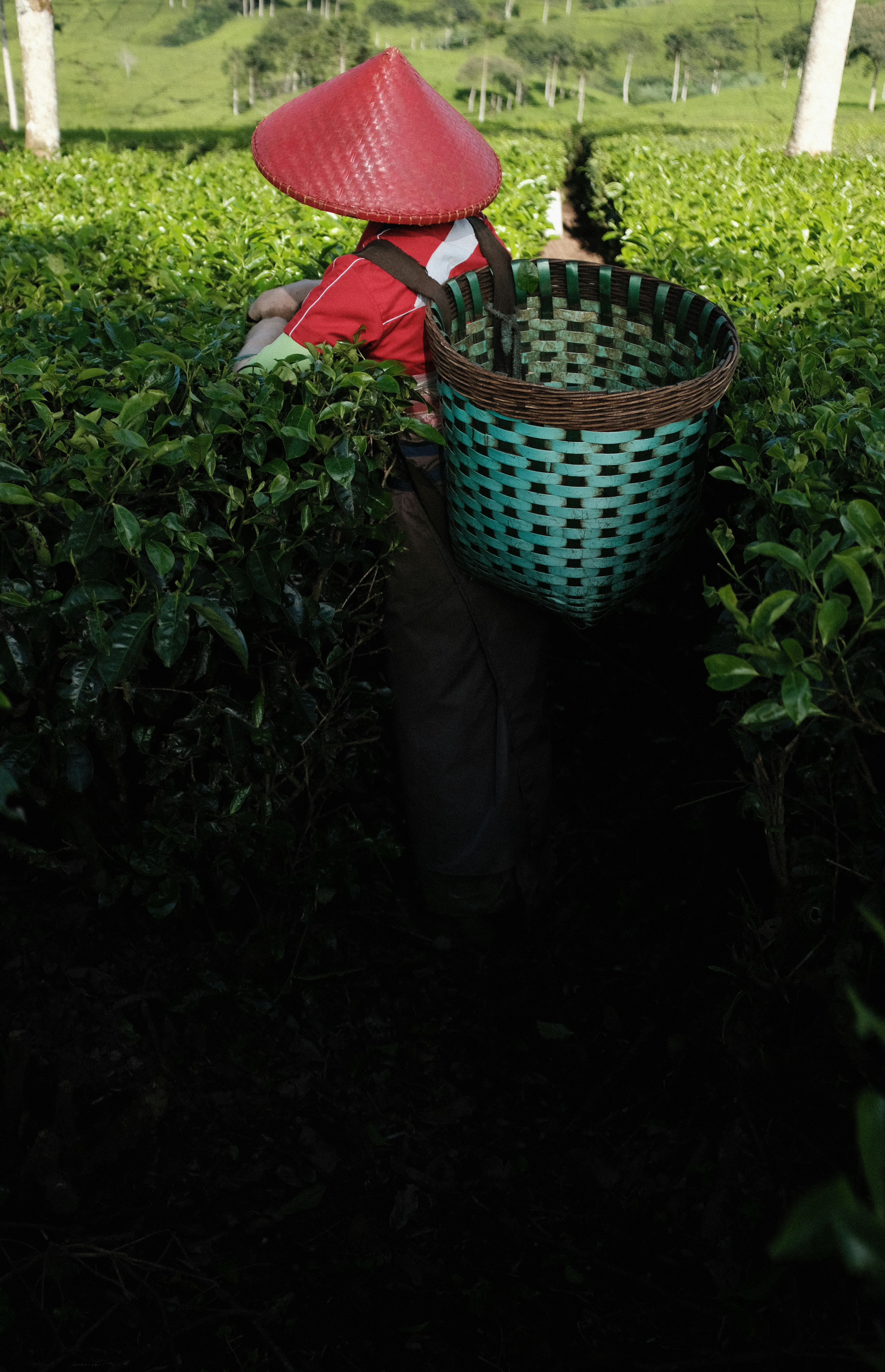 Photo by nunoviegasalves