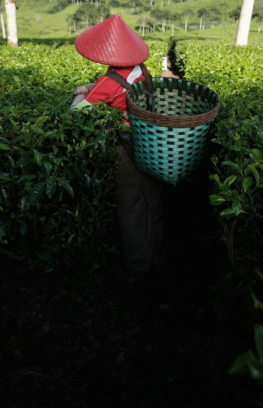 Tea farmers harvesting fresh leaves on a hillside plantation