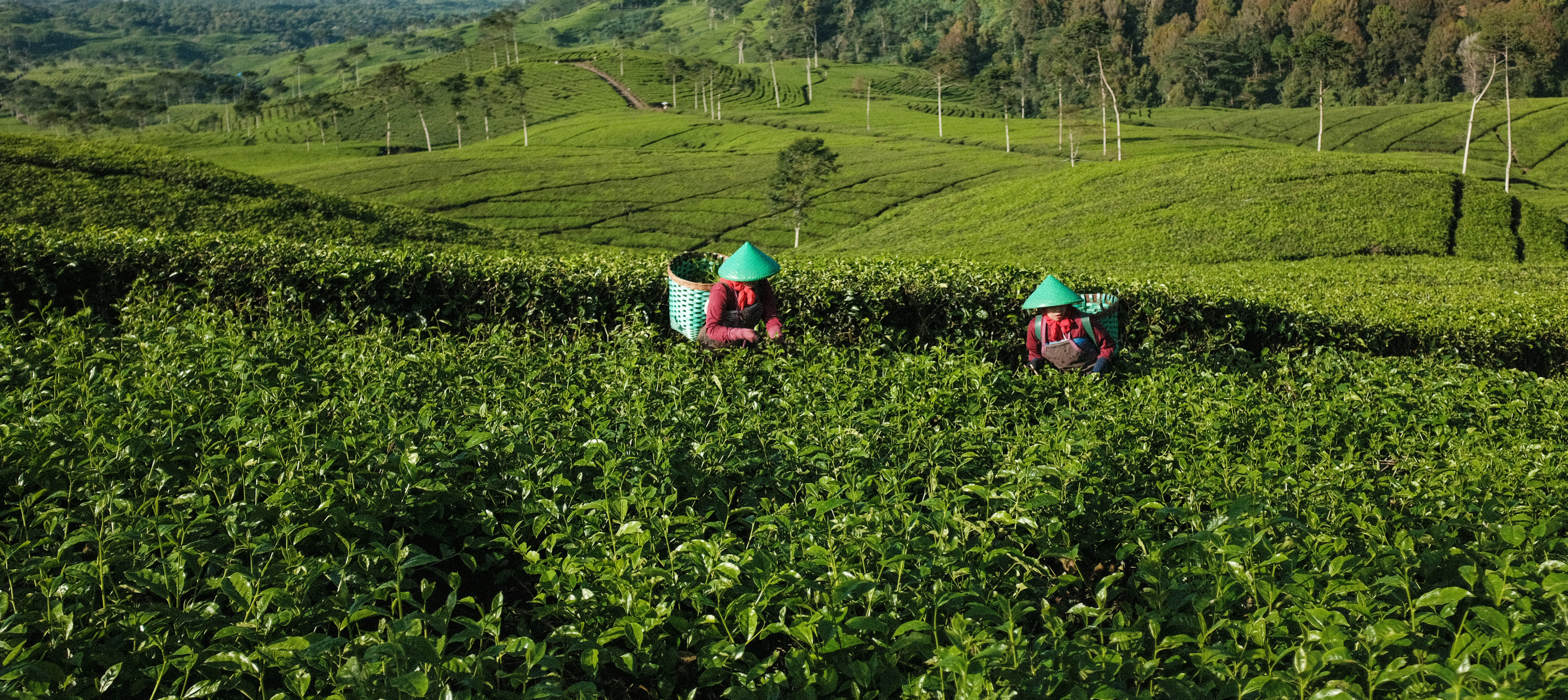 Two workers harvesting tea on a lush green plantation.