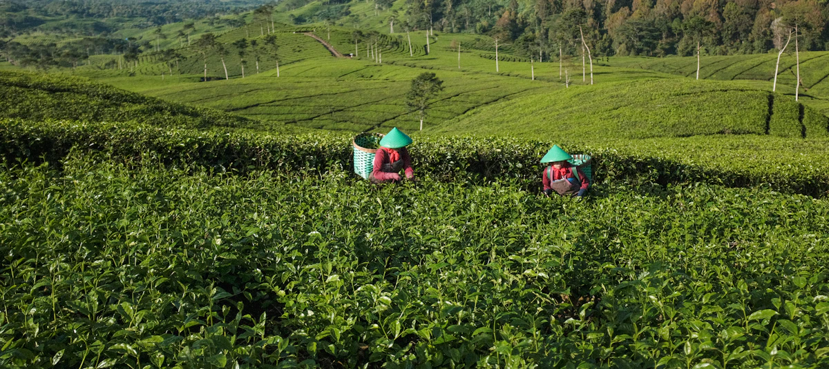 Pekerja memetik teh di perkebunan