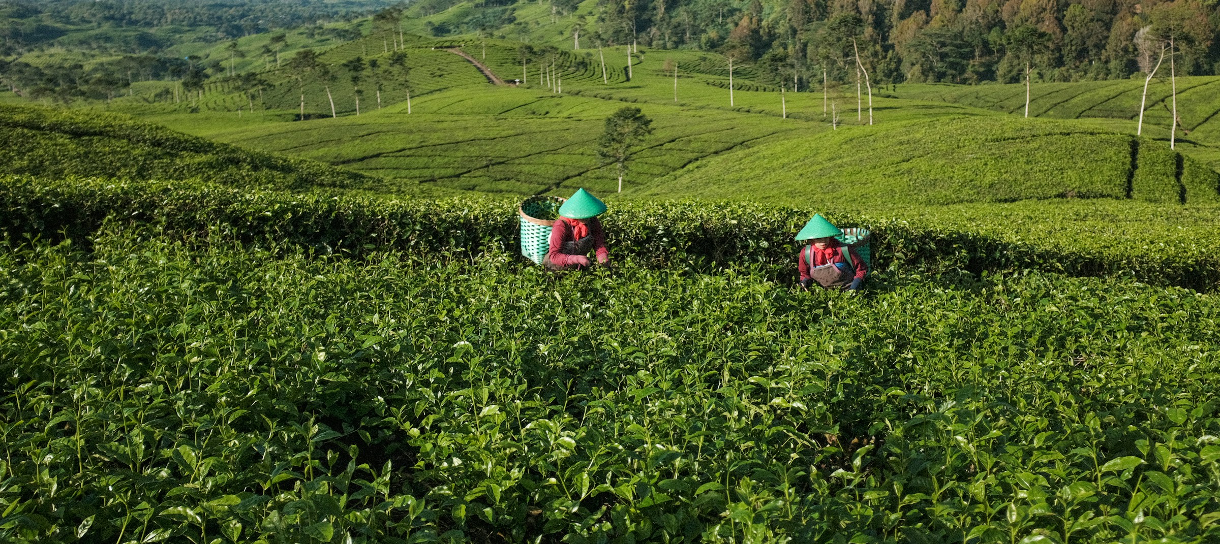 Indonesian tea plantation aerial view