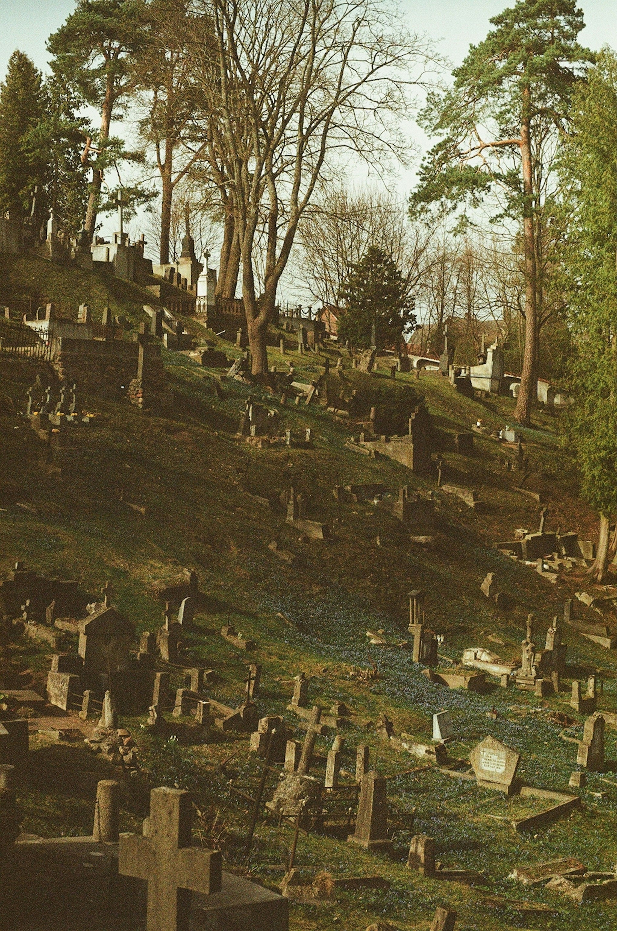 Hillside cemetery with gravestones and trees