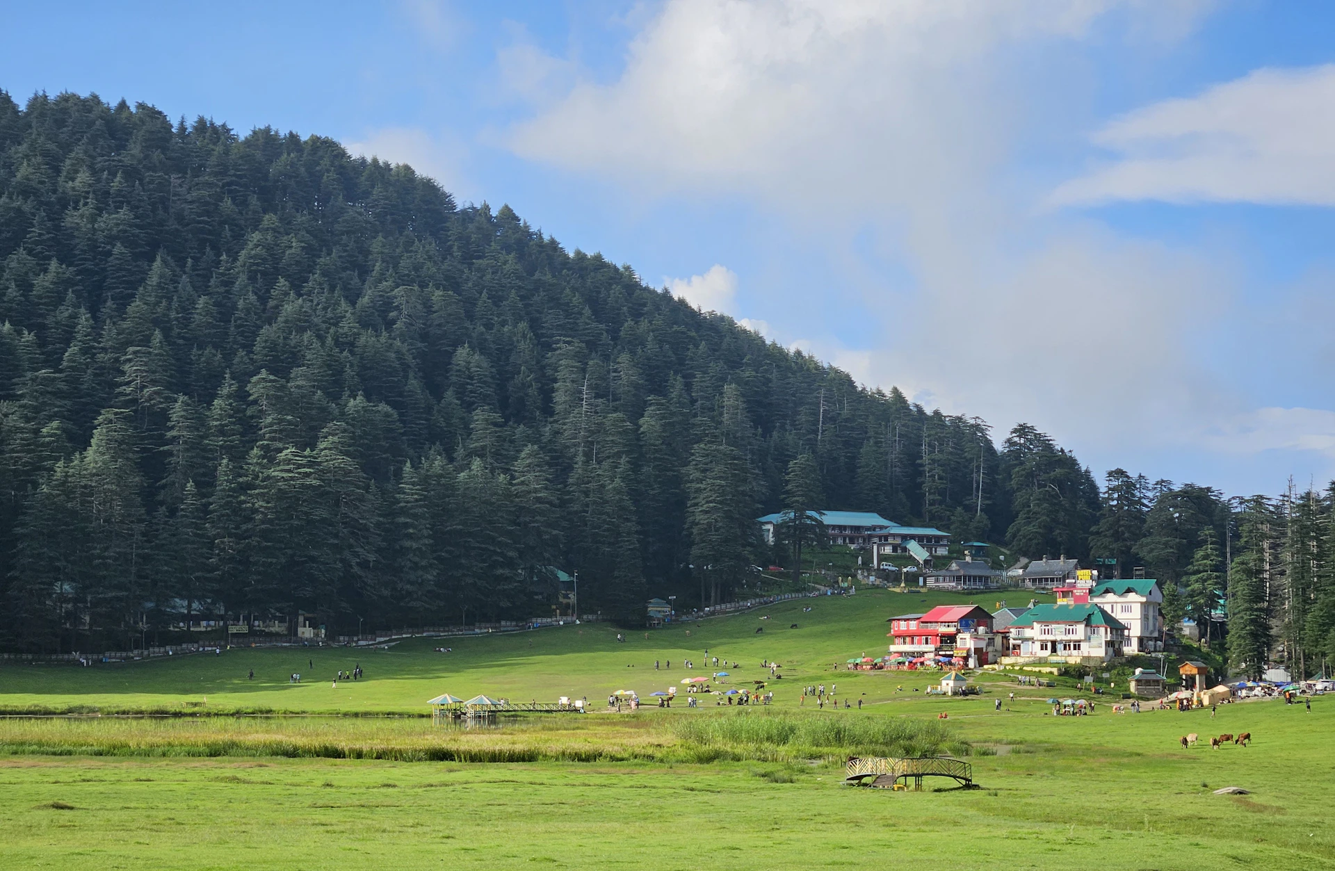 Green grassy field with scattered buildings and pine forest