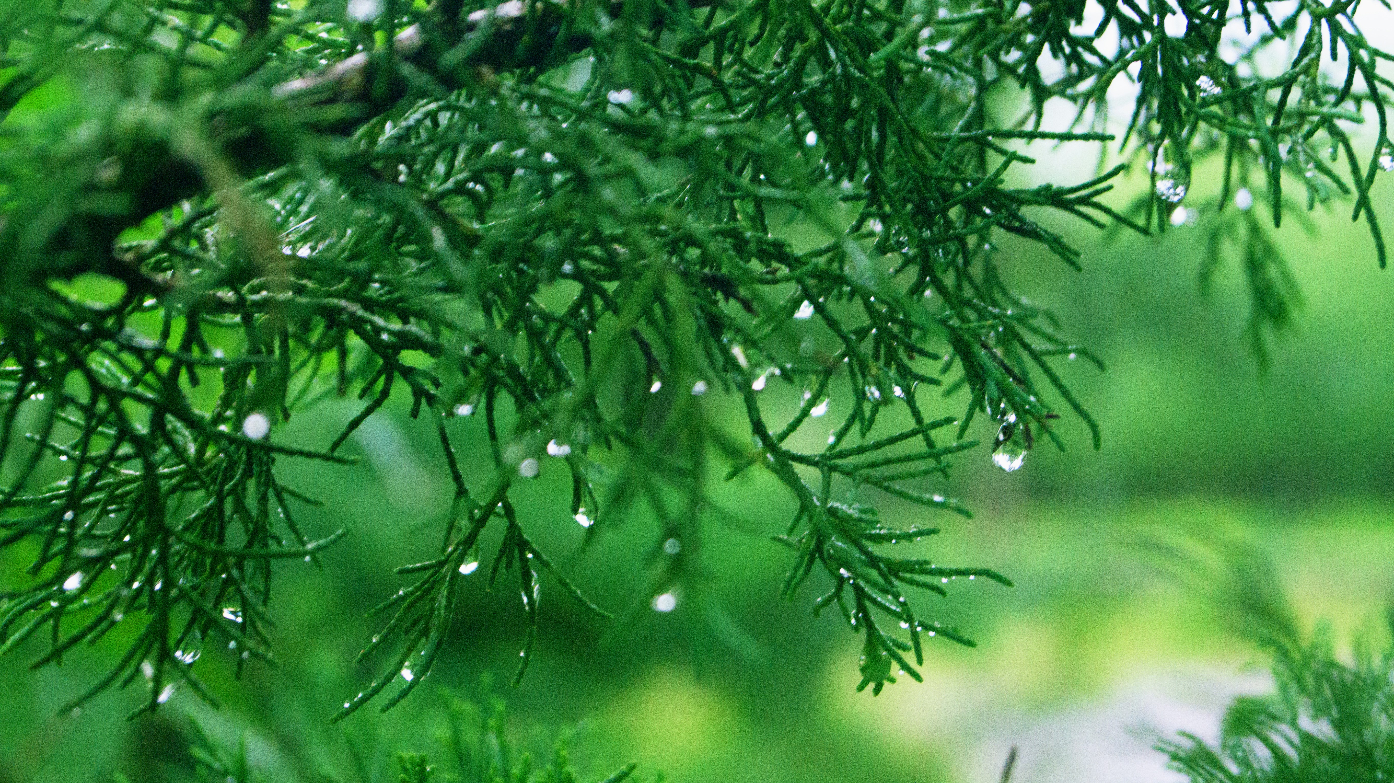 Photo by hannapisareve