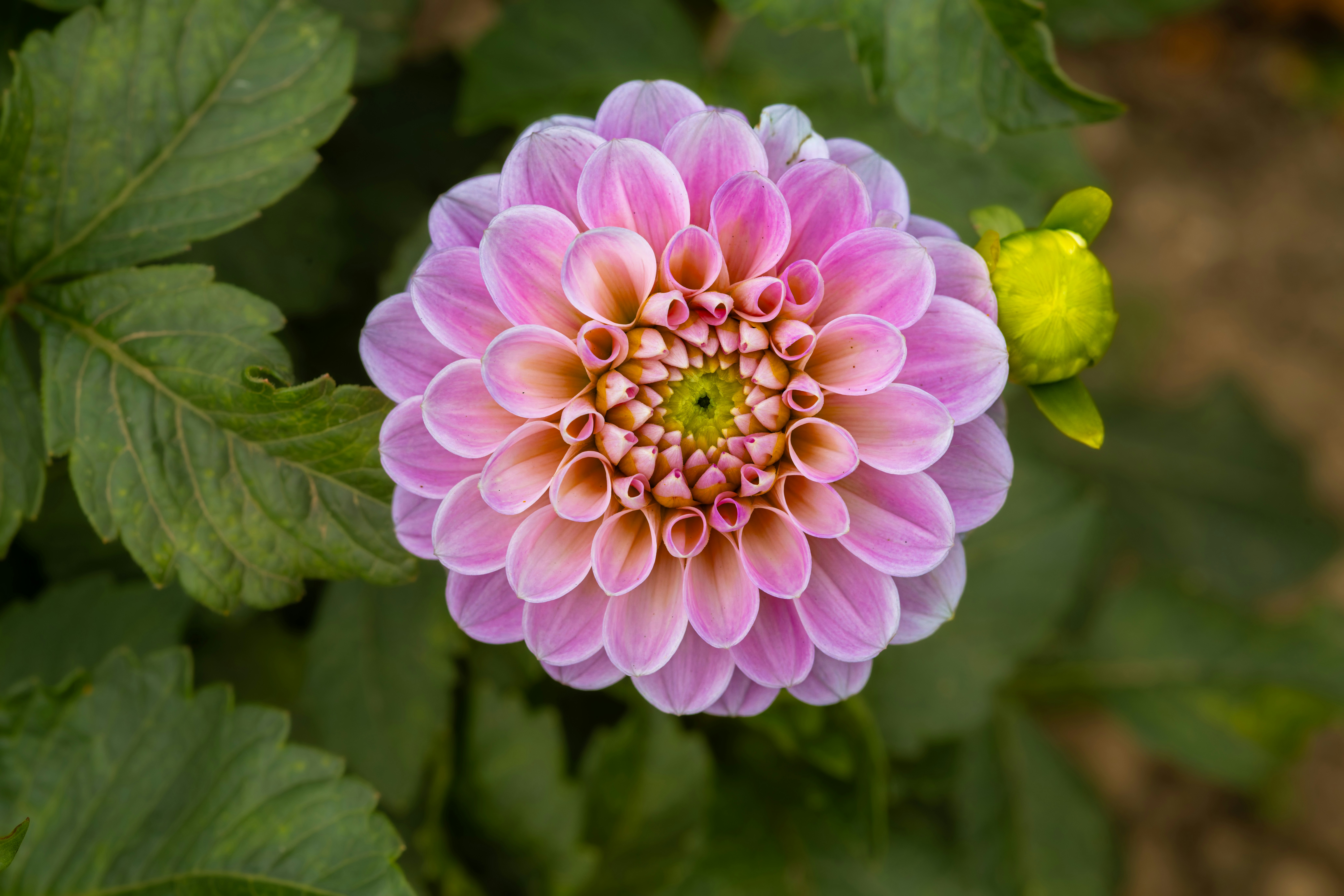 Photo by siegfriedpoepperl