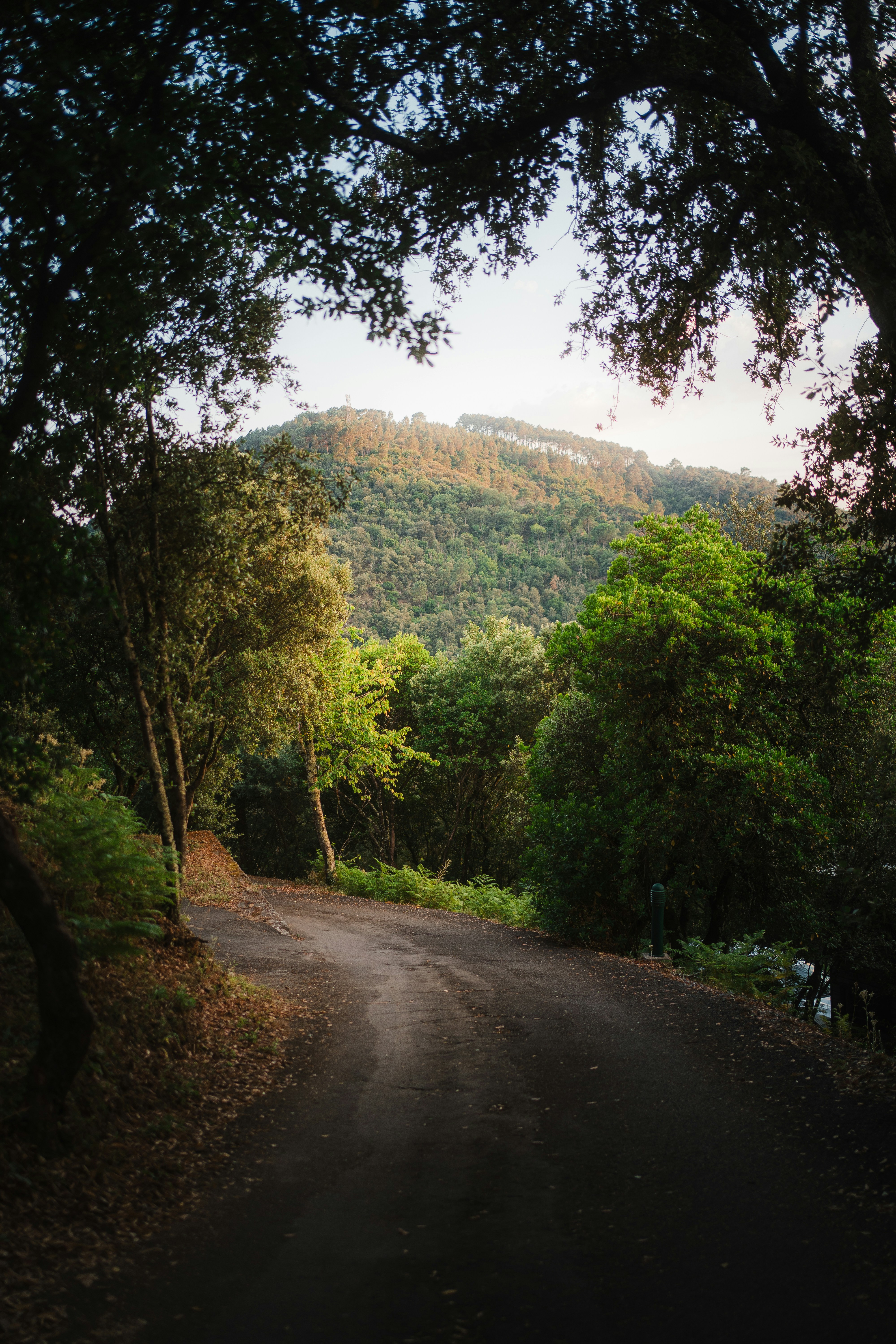 Una carretera con coches y árboles al lado foto – Imagen de Ciudad gratuita  en Unsplash, image size:3000x4500